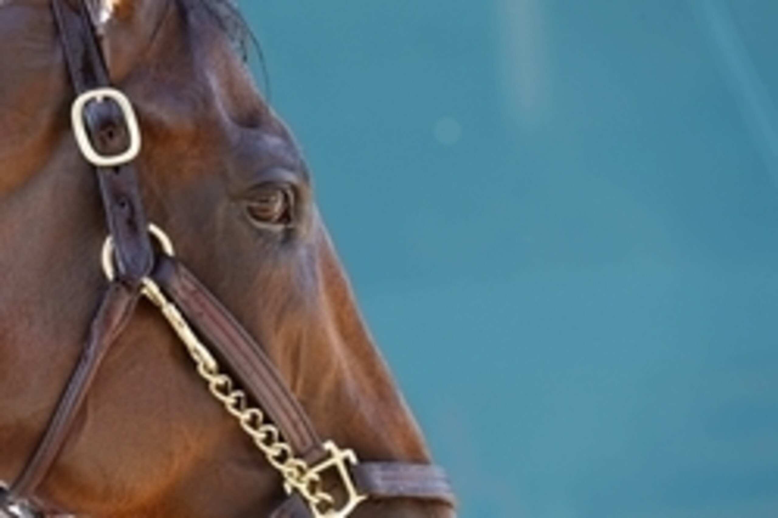 May 14, 2015; Baltimore, MD, USA; Kentucky Derby winner American Pharoah stands in the Preakness Barn after a workout for the 140th Preakness Stakes at Pimlico Race Course. Mandatory Credit: Geoff Burke-USA TODAY Sports May 14, 2015; Baltimore, MD, USA; Kentucky Derby winner American Pharoah stands in the Preakness Barn after a workout for the 140th Preakness Stakes at Pimlico Race Course. Mandatory Credit: Geoff Burke-USA TODAY Sports