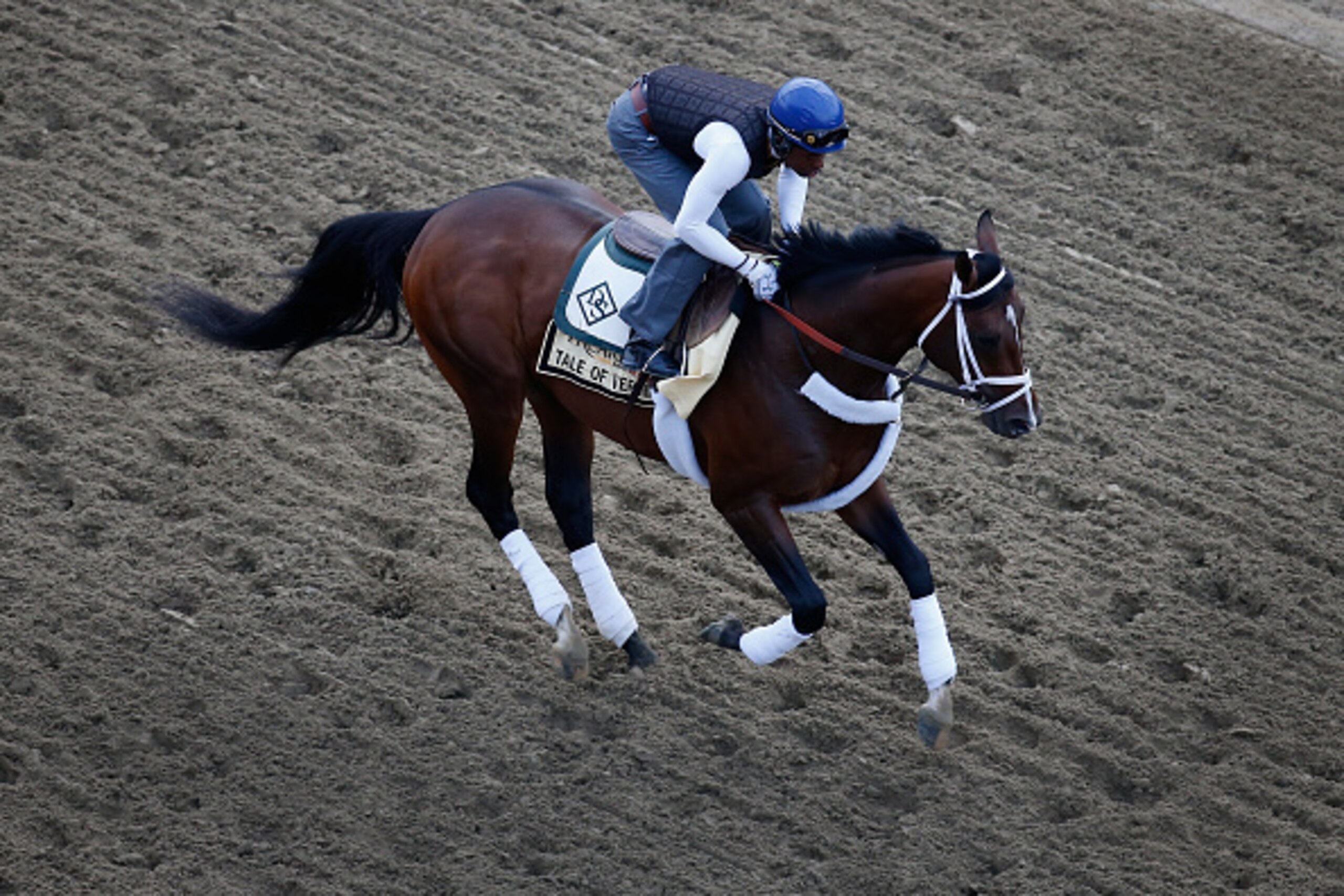BALTIMORE, MD - MAY 15: Tale of Verve trains on the track for the 140th Preakness Stakes at Pimlico Race Course on May 15, 2015 in Baltimore, Maryland.  (Photo by Rob Carr/Getty Images)