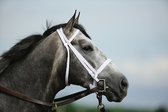 ELMONT, NY - JUNE 03:  Frosted looks on during training at Belmont Park on June 3, 2015 in Elmont, New York.  (Photo by Al Bello/Getty Images)
