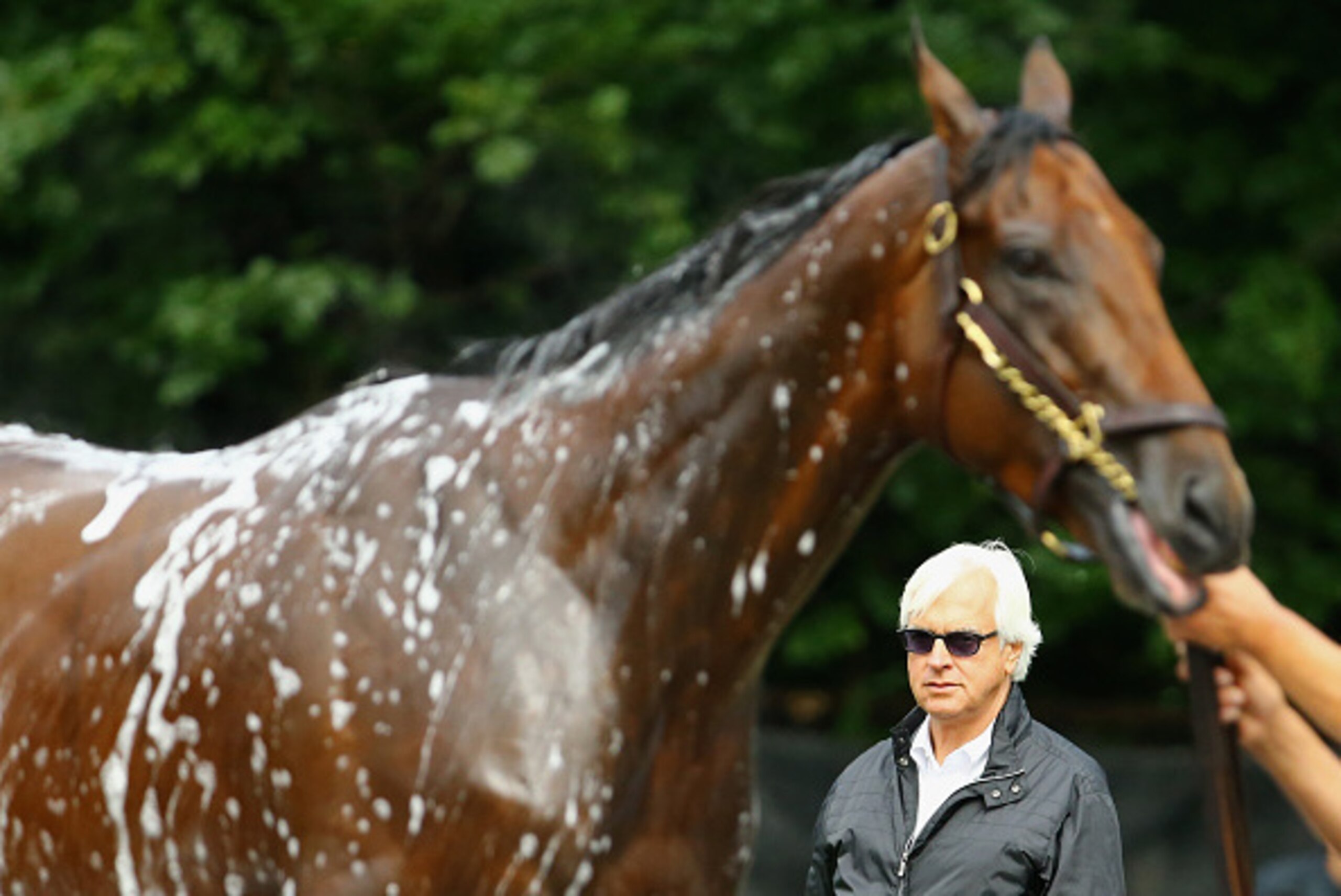 ELMONT, NY - JUNE 03: Head trainer Bob Baffert, looks on as American Pharoah gets bathed after training at Belmont Park on June 3, 2015 in Elmont, New York. (Photo by Al Bello/Getty Images) ELMONT, NY - JUNE 03: Head trainer Bob Baffert, looks on as American Pharoah gets bathed after training at Belmont Park on June 3, 2015 in Elmont, New York. (Photo by Al Bello/Getty Images)