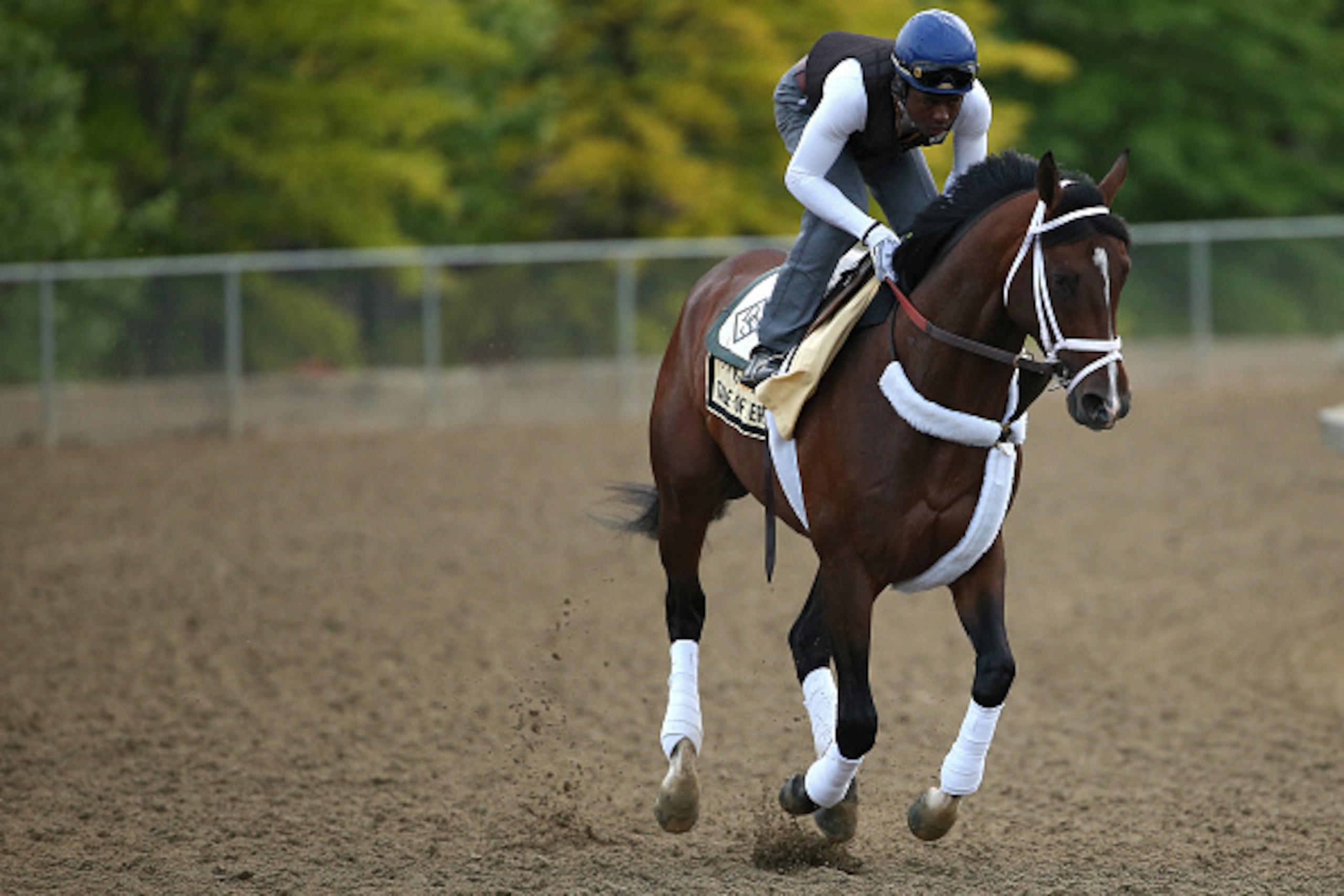 BALTIMORE, MD - MAY 15: Tale of Verve trains on the track for the 140th Preakness Stakes at Pimlico Race Course on May 15, 2015 in Baltimore, Maryland. (Photo by Patrick Smith/Getty Images) BALTIMORE, MD - MAY 15: Tale of Verve trains on the track for the 140th Preakness Stakes at Pimlico Race Course on May 15, 2015 in Baltimore, Maryland. (Photo by Patrick Smith/Getty Images)