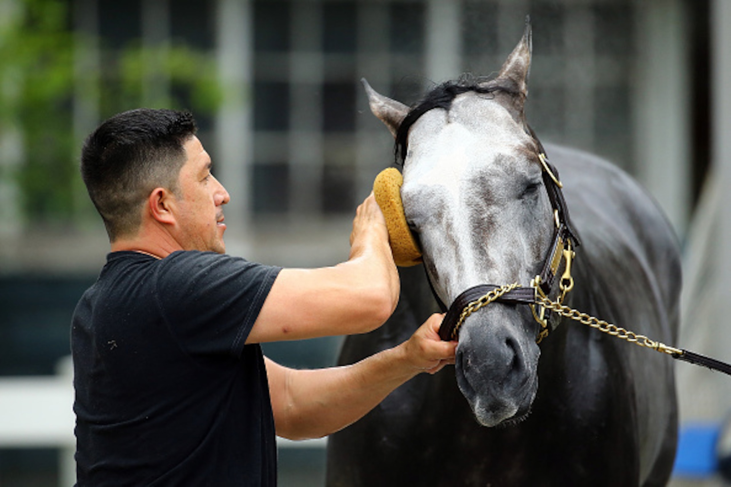 ELMONT, NY - JUNE 05:  Frosted is given a bath after his morning workout prior to the 147th Belmont Stakes at Belmont Park on June 5, 2015 in Elmont, New York.  (Photo by Al Bello/Getty Images)