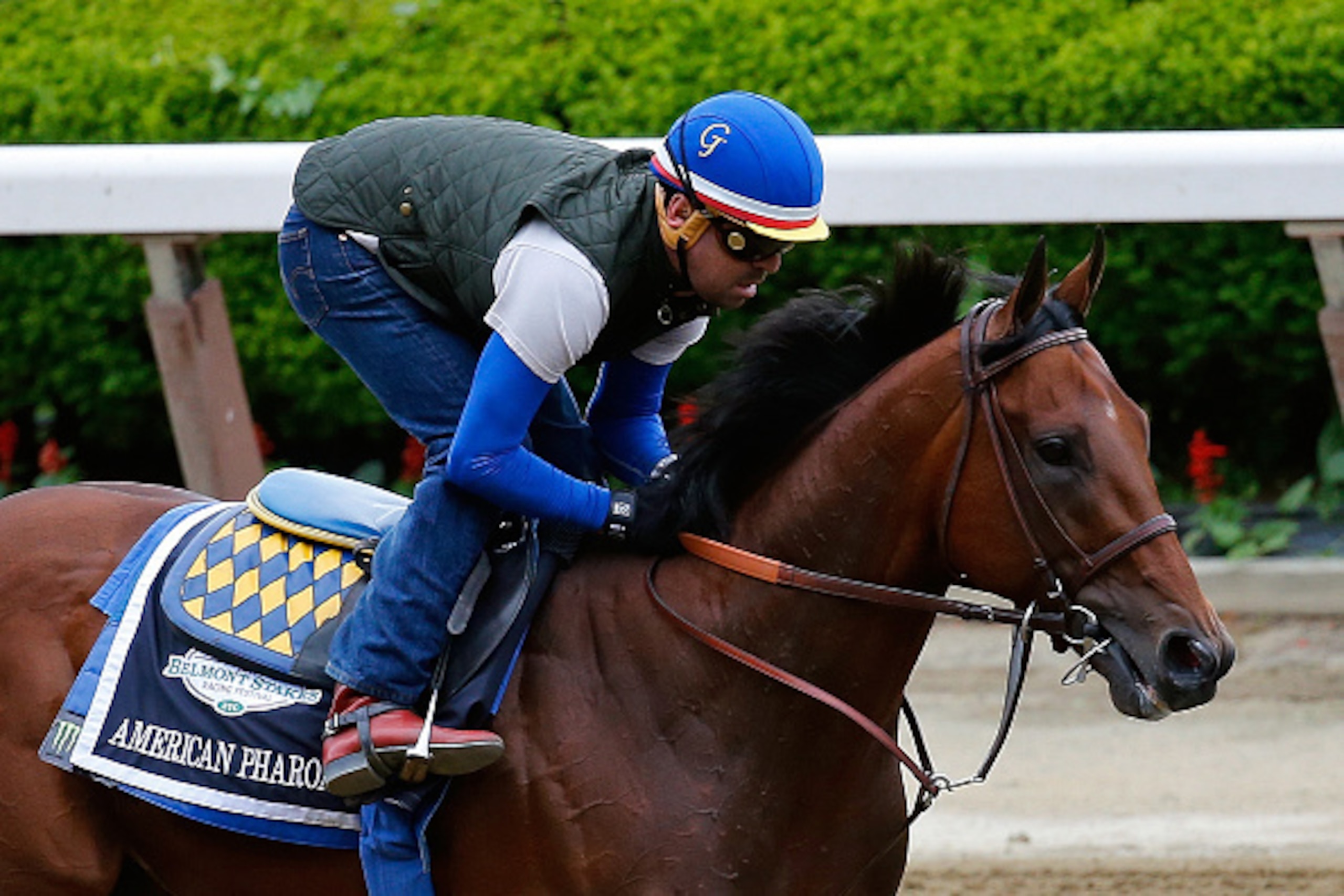 ELMONT, NY - JUNE 05:  Jorge Alvarez up, rides American Pharoah during workouts prior to the 147th Belmont Stakes at Belmont Park on June 5, 2015 in Elmont, New York.  (Photo by Rob Carr/Getty Images)