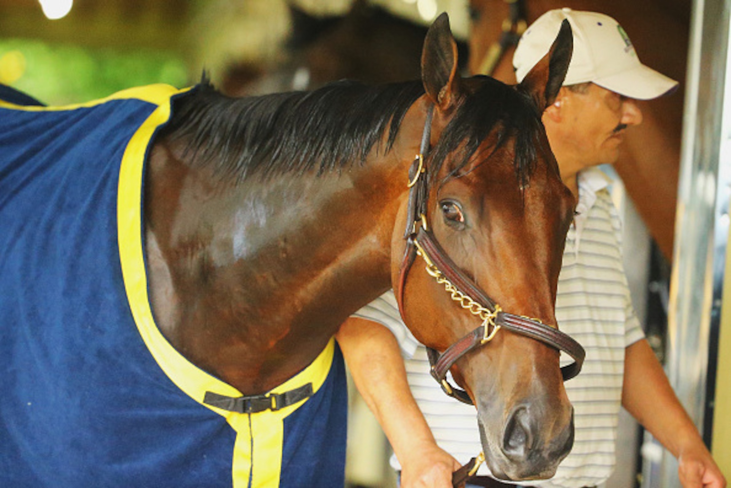 ELMONT, NY - JUNE 03:  American Pharoah is walked in his barn after training at Belmont Park on June 3, 2015 in Elmont, New York.  (Photo by Al Bello/Getty Images)