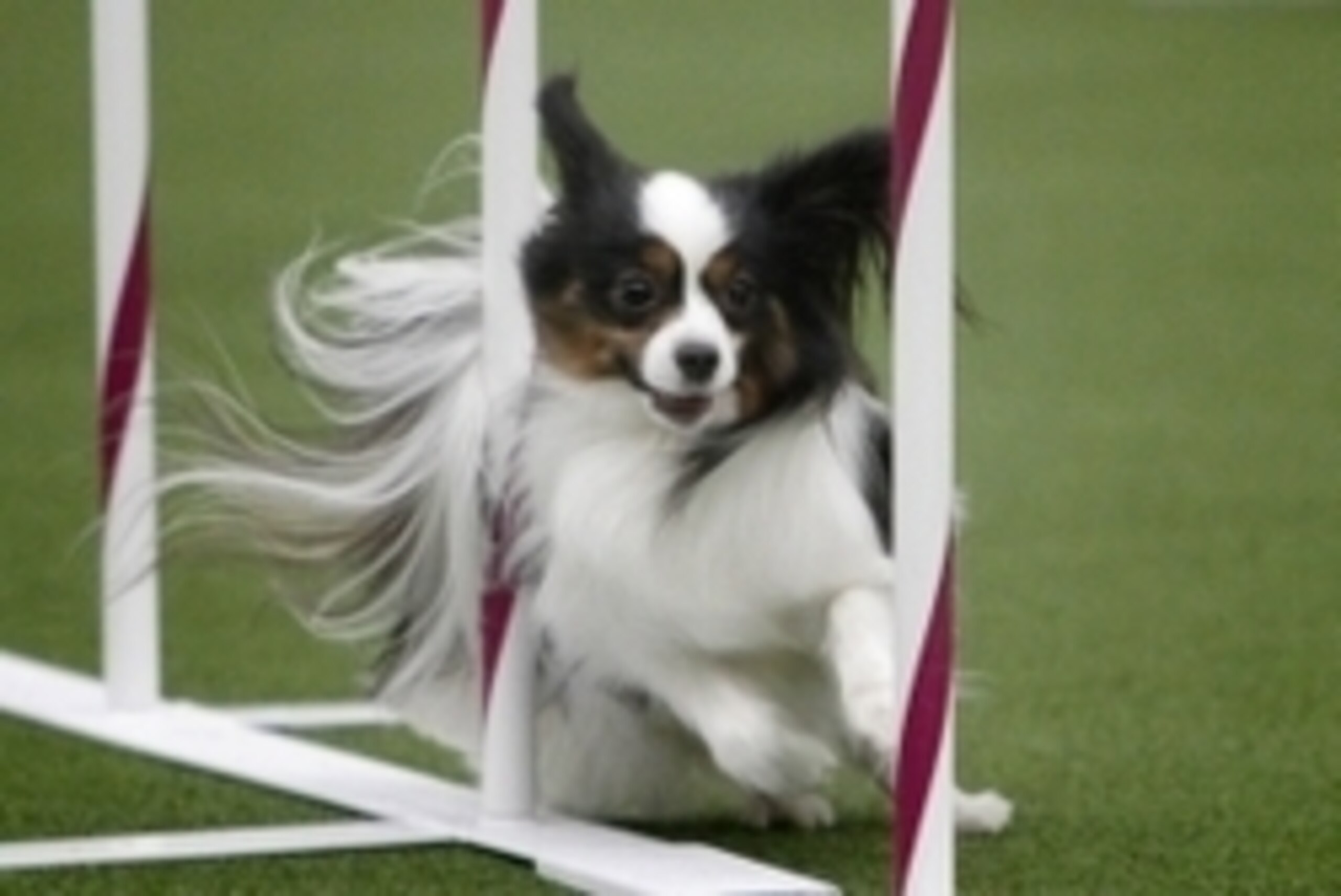 February 8, 2014; New York, NY, USA; Sparkle the dog runs obstacles during the Masters Agility Championship at Westminster at Pier 94. Mandatory Credit: Aristide Economopoulos/THE STAR LEDGER via USA TODAY Sports