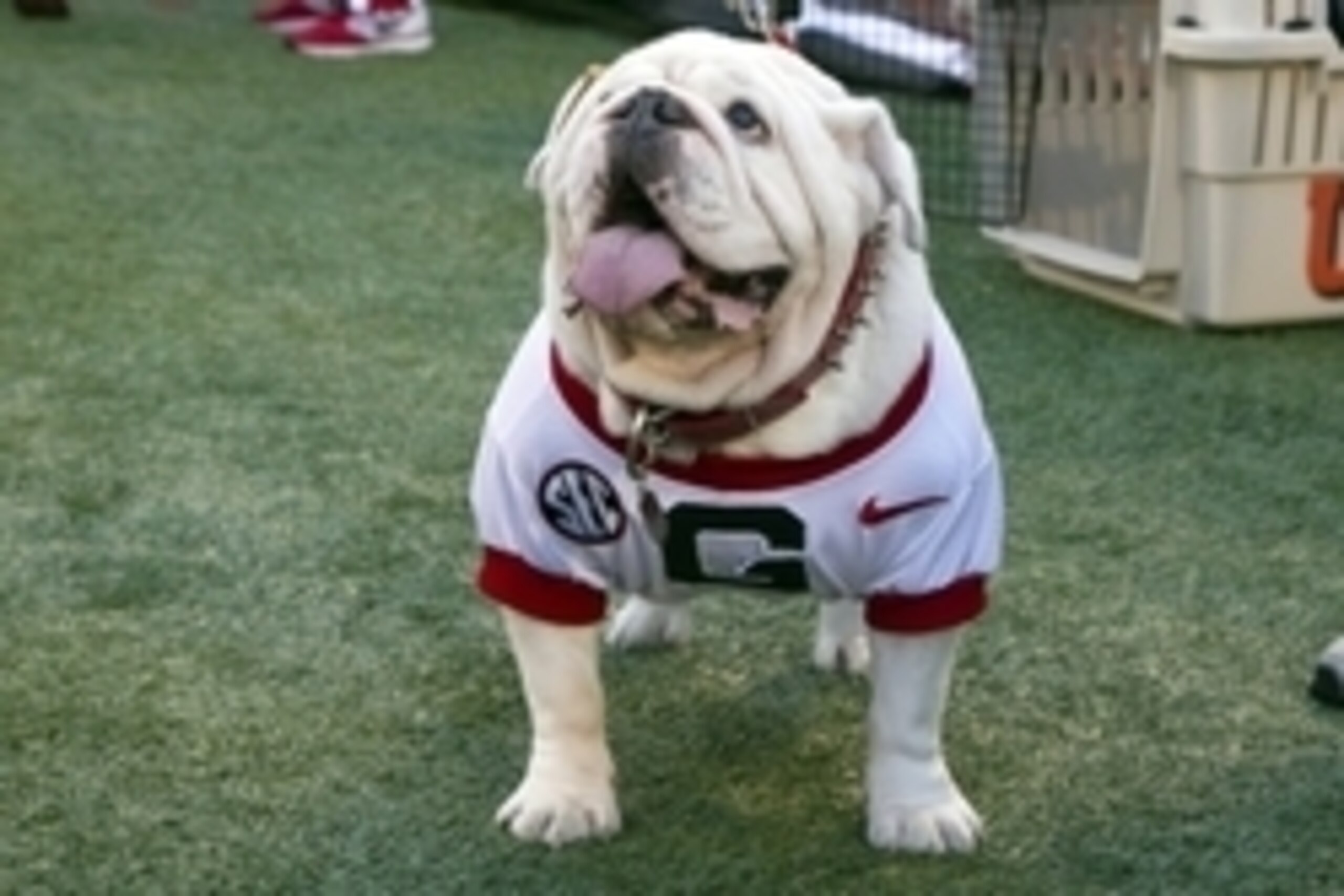 Aug 31, 2013; Clemson, SC, USA; Georgia Bulldogs mascot UGA stands on the sidelines prior to the start of the game against the Clemson Tigers at Clemson Memorial Stadium. Mandatory Credit: Jeremy Brevard-USA TODAY Sports
