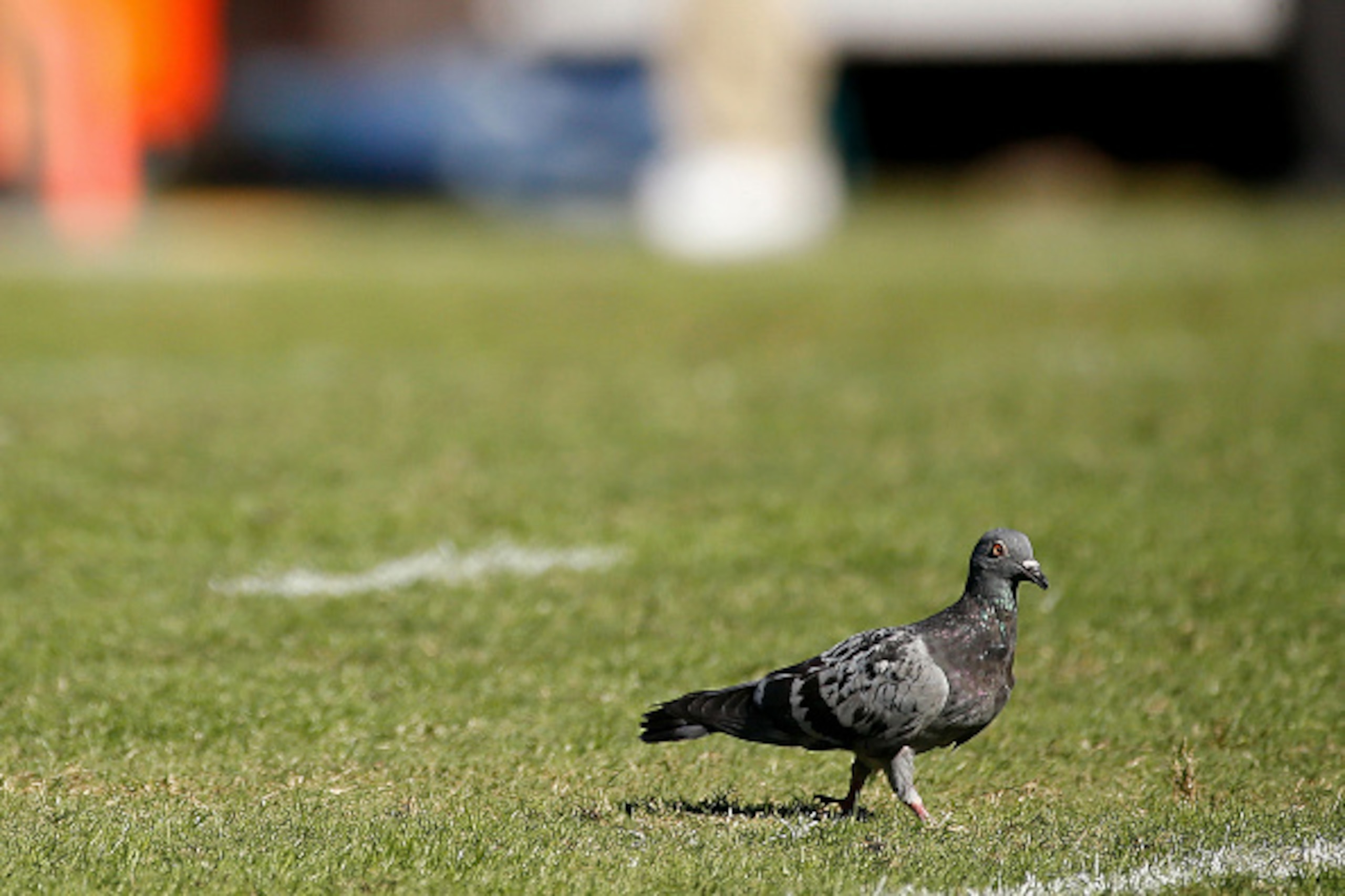 JACKSONVILLE, FL - OCTOBER 26: A pigeon is seen on the field during the fourth quarter of the game between the Jacksonville Jaguars and the Miami Dolphins at EverBank Field on October 26, 2014 in Jacksonville, Florida.  (Photo by Rob Foldy/Getty Images)