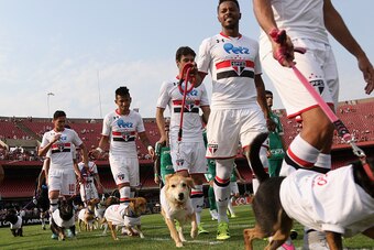SAO PAULO, BRAZIL - SEPTEMBER 27: The team of Sao Paulo walks in with dogs during the match between Sao Paulo and Palmeiras for the Brazilian Series A 2015 at Estadio do Morumbi on September 27, 2015 in Sao Paulo, Brazil. (Photo by Friedemann Vogel/Getty 