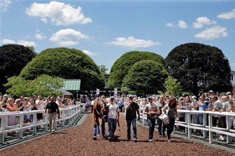 As American Pharoah schooled in the paddock, people flocked to see him.