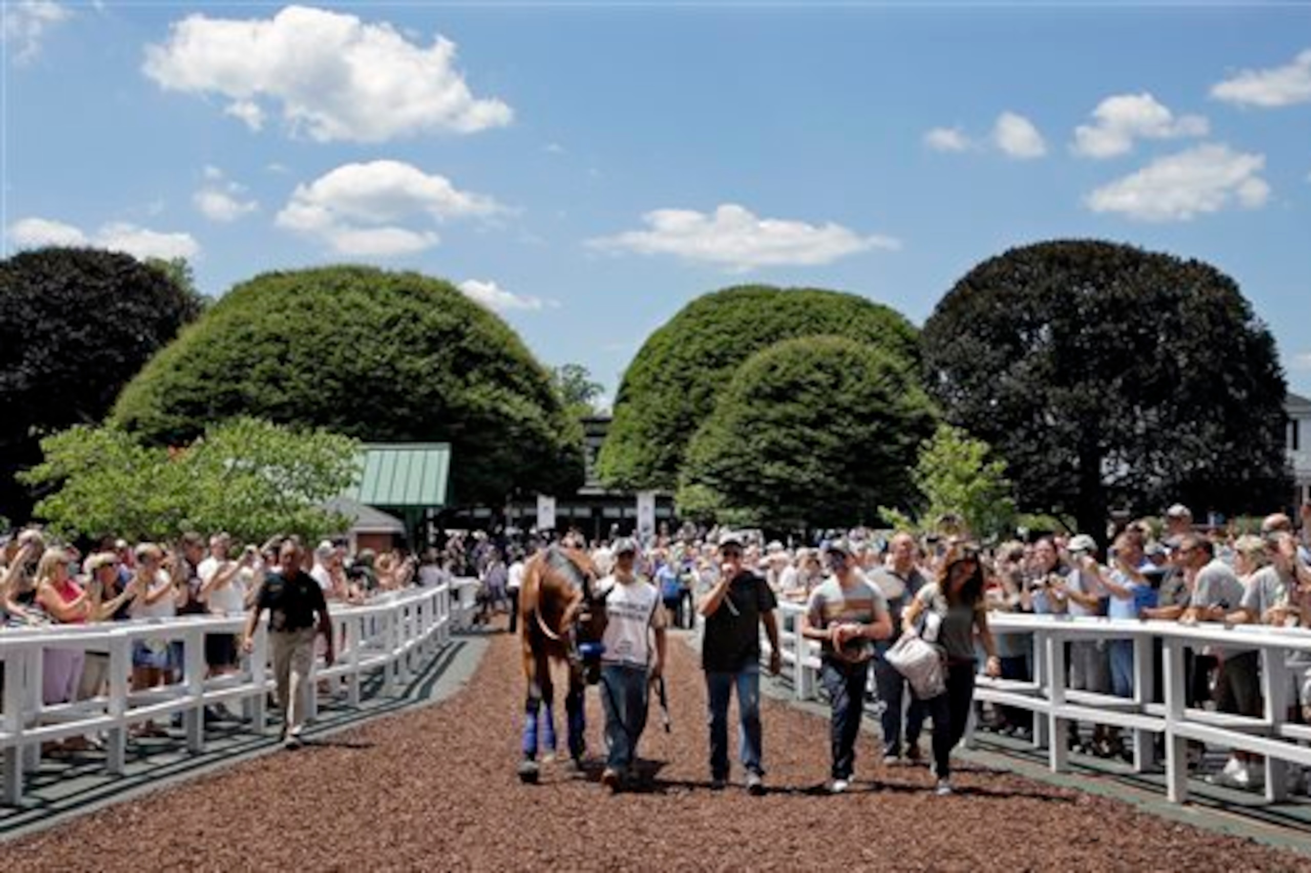 As American Pharoah schooled in the paddock, people flocked to see him.