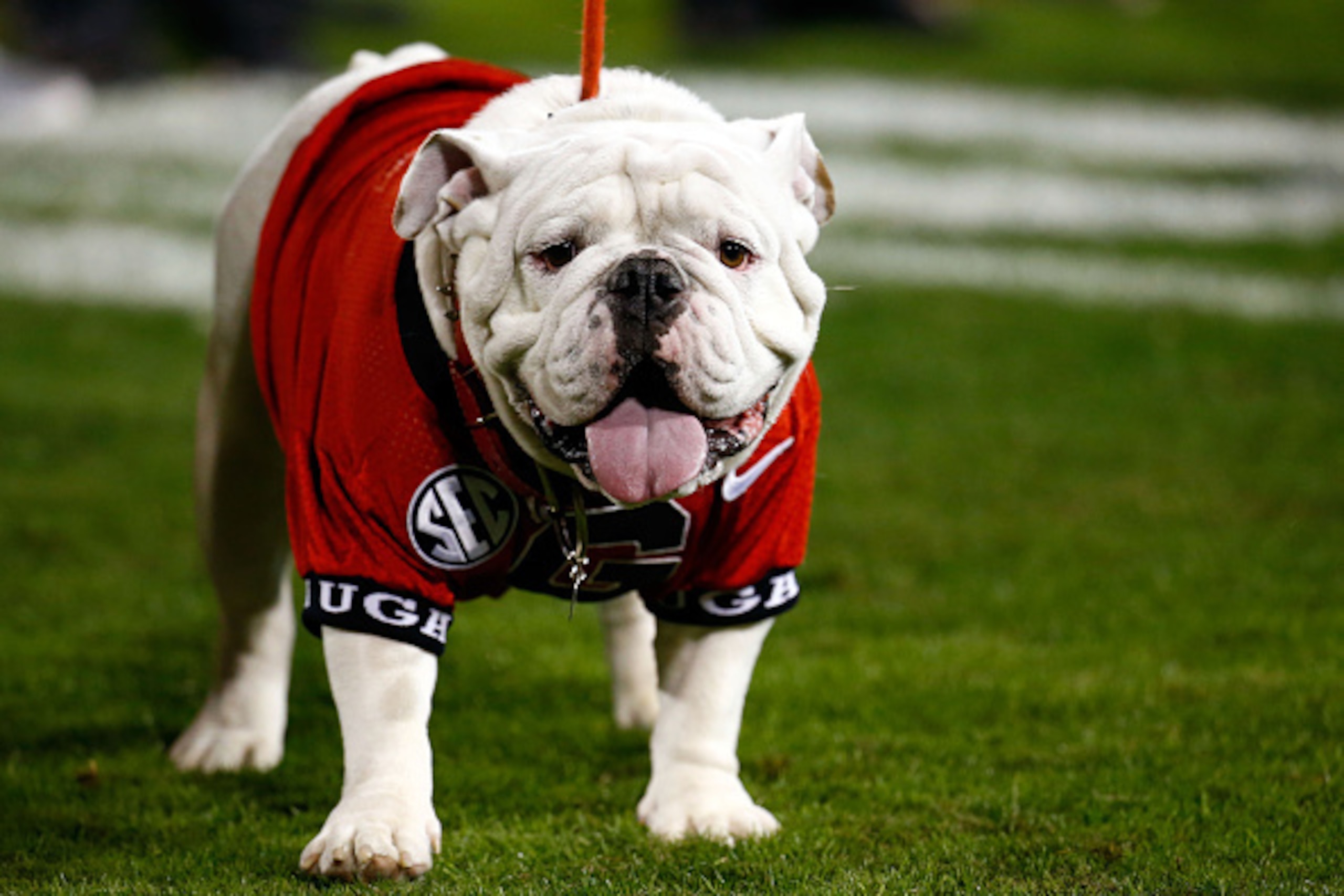 ATHENS, GA - NOVEMBER 21:  Uga X is officially 'collared' prior to the game between the Georgia Bulldogs and the Georgia Southern Eagles at Sanford Stadium on November 21, 2015 in Athens, Georgia.  (Photo by Daniel Shirey/Getty Images)