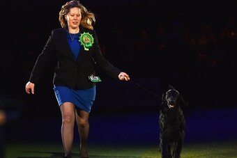 Annette Dyrtn exhibits Flat Coated Retriever, 'Dublin', winner of the Gundog Group for the Best in Show category at the Crufts Dog Show in Birmingham, in central England on March 8, 2015. Crufts is one of the largest dog events in the the world, with thou