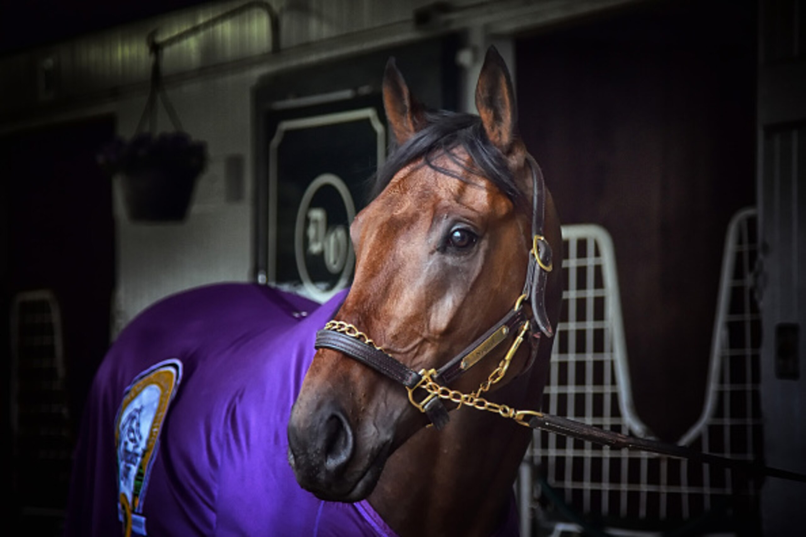 LEXINGTON, KY - APRIL  9:  Kentucky Derby favorite Nyquist in the stables at Keeneland Race Track on April 9, 2016 in Lexington, Kentucky.  (Photo by Ronald C. Modra/NHL/Getty Images)