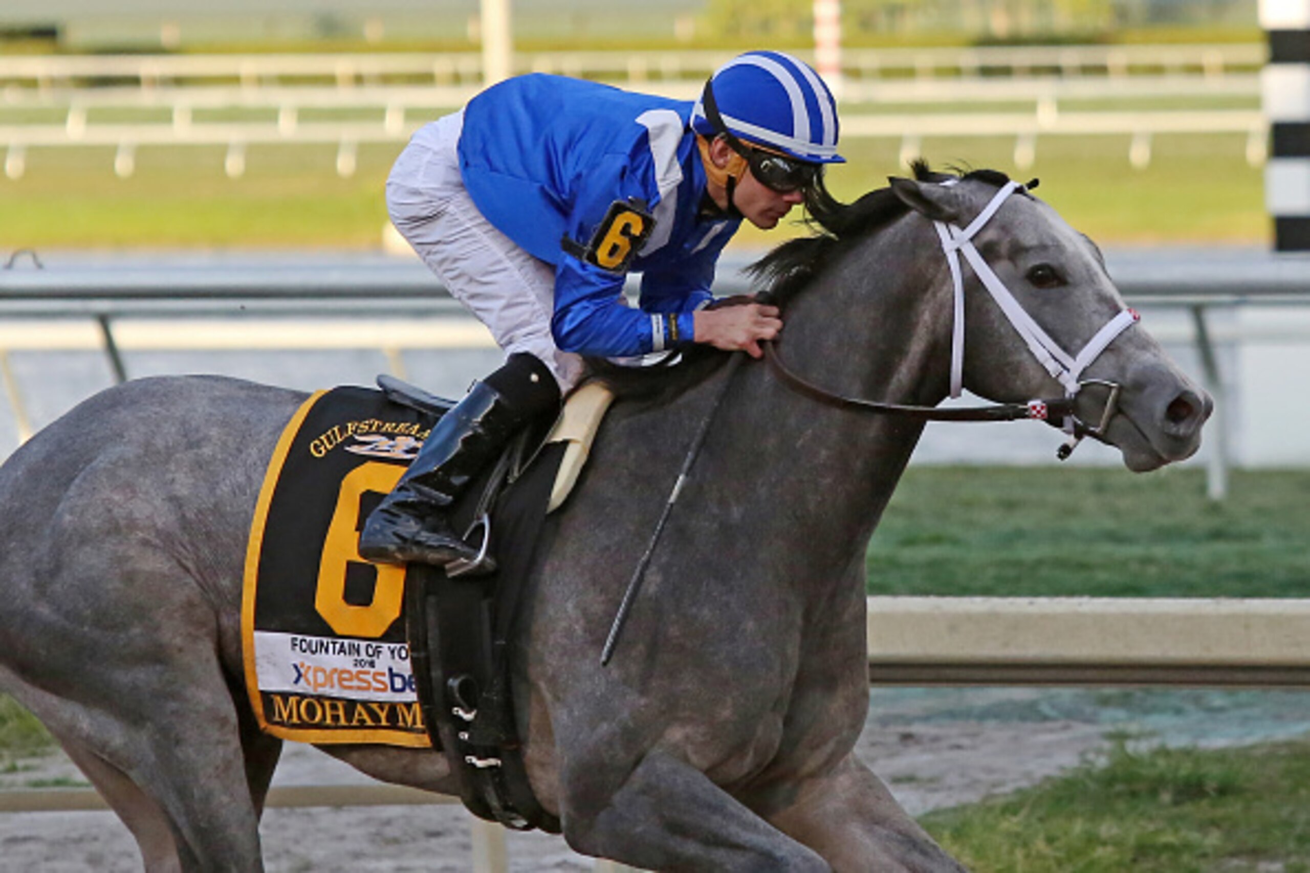 HALLANDALE, FL - FEBRUARY 27: Mohaymen #6, ridden by Junior Alvarado wins the Xpressbet.com Fountain of Youth Stakes at Gulfstream Park on February 27, 2016 in Hallandale, Florida.(Photo by Liz Lamont/Eclipse Sportswire/Getty Images)