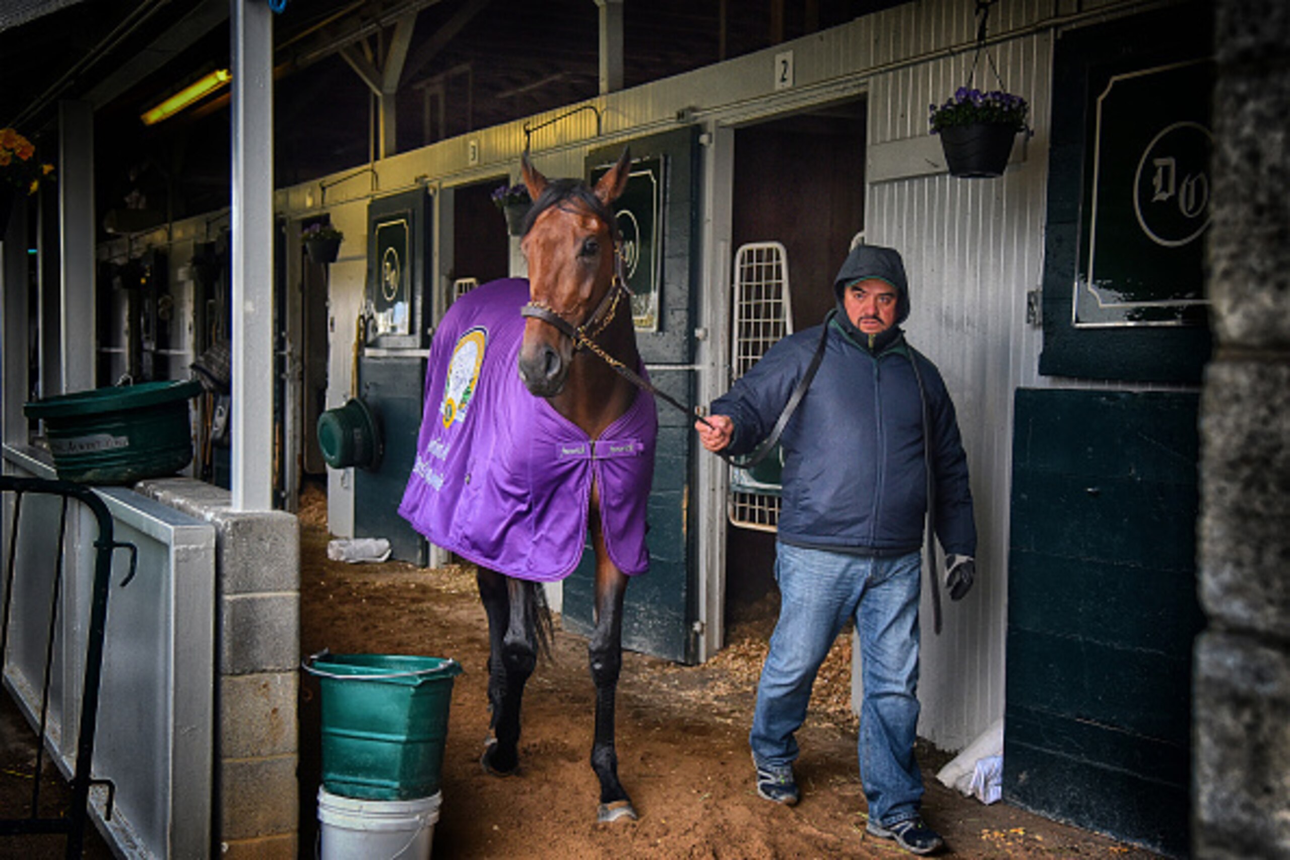 LEXINGTON, KY - APRIL  9:  Kentucky Derby favorite Nyquist in the stables at Keeneland Race Track on April 9, 2016 in Lexington, Kentucky.  (Photo by Ronald C. Modra/NHL/Getty Images)