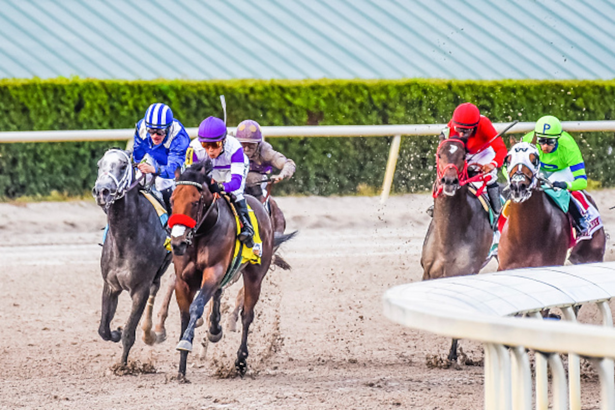 HALLANDALE BEACH, FL - APRIL 2:  Nyquist #4, ridden by Jockey Mario Gutierrez, coming around the final turn with Mohaymen #9, ridden by Jockey Junior Alvarado on his right, and eventually winning the Florida Derby at Gulfstream Park on April 2, 2016 in Ha