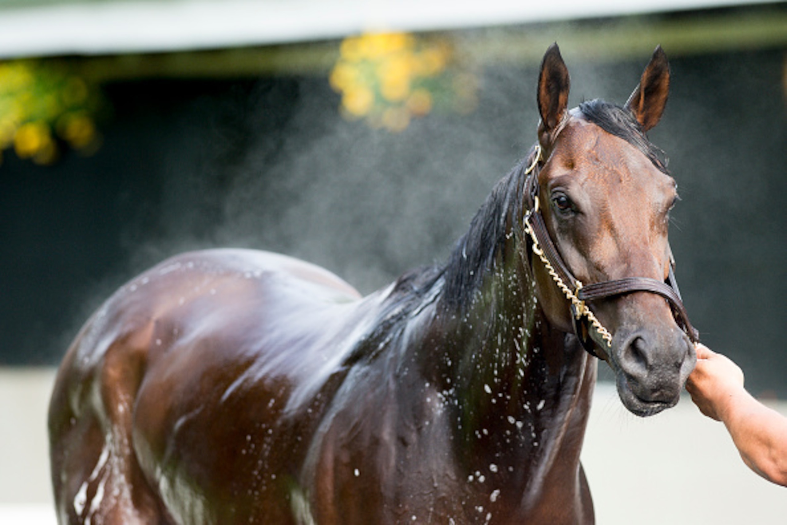 LOUISVILLE, KY - MAY 01: Nyquist, trained by Doug O'Neill and owned by Reddam Racing LLC, gets a bath after exercising during morning workouts for the Kentucky Derby and Kentucky Oaks at Churchill Downs on May 1, 2016 in Louisville, Kentucky. (Photo by Sc