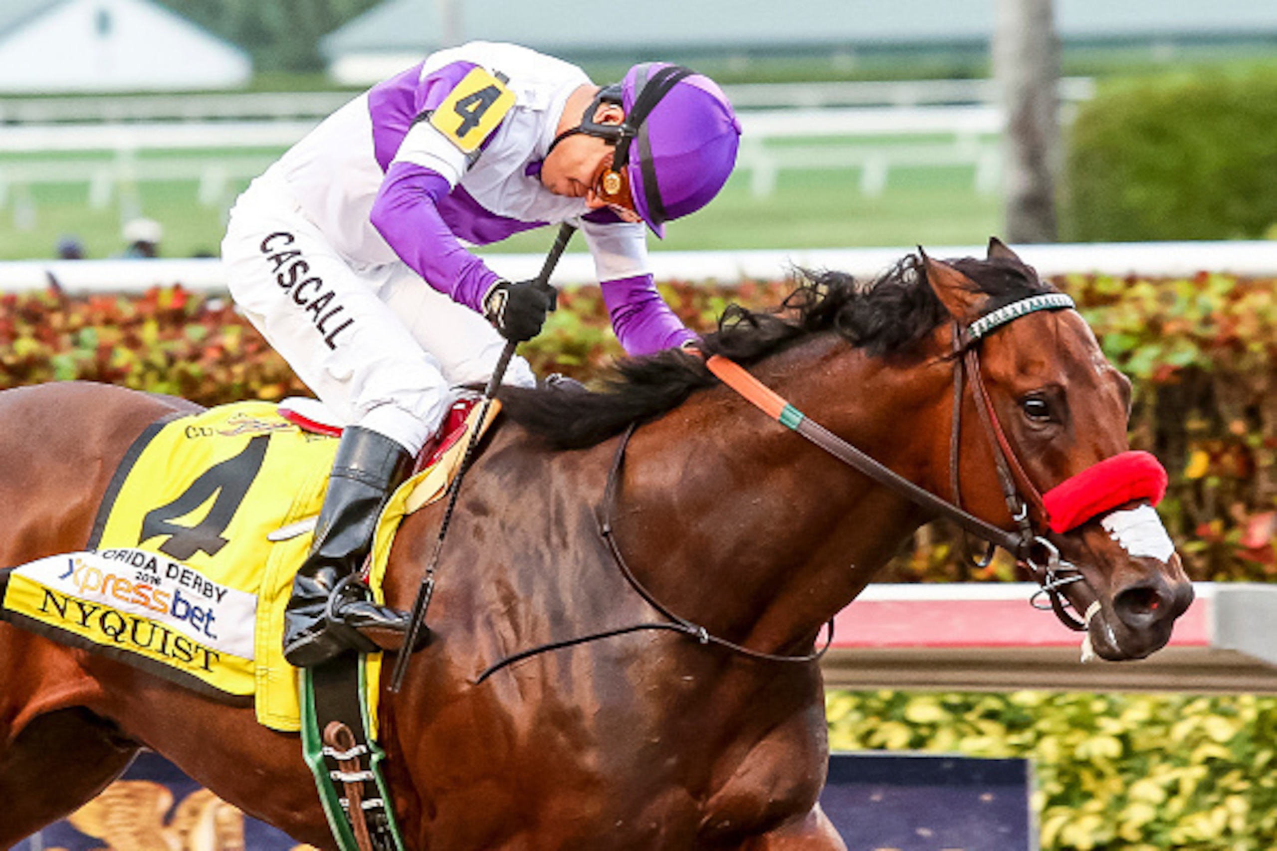 HALLANDALE BEACH, FL- APRIL 02: Nyquist #4 remains unbeaten as he wins the Florida Derby with jockey Mario Gutierrez at Gulfstream Park on April 02, 2016 in Hallandale Beach, Florida. (Photo by Liz Lamont/Eclipse Sportswire/Getty Images)