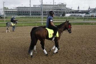 May 2, 2016; Louisville, KY, USA; Nyquist walks out on the track along side Mohaymen as they prepare to exercise at morning workouts for the Kentucky Derby at Churchill Downs. Mandatory Credit: Mark Zerof-USA TODAY Sports