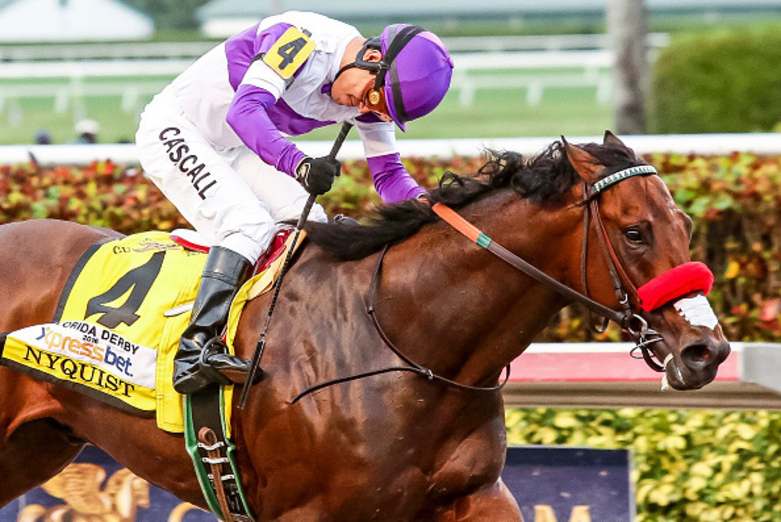 HALLANDALE BEACH, FL- APRIL 02: Nyquist #4 remains unbeaten as he wins the Florida Derby with jockey Mario Gutierrez at Gulfstream Park on April 02, 2016 in Hallandale Beach, Florida. (Photo by Liz Lamont/Eclipse Sportswire/Getty Images) HALLANDALE BEACH, FL- APRIL 02: Nyquist #4 remains unbeaten as he wins the Florida Derby with jockey Mario Gutierrez at Gulfstream Park on April 02, 2016 in Hallandale Beach, Florida. (Photo by Liz Lamont/Eclipse Sportswire/Getty Images)