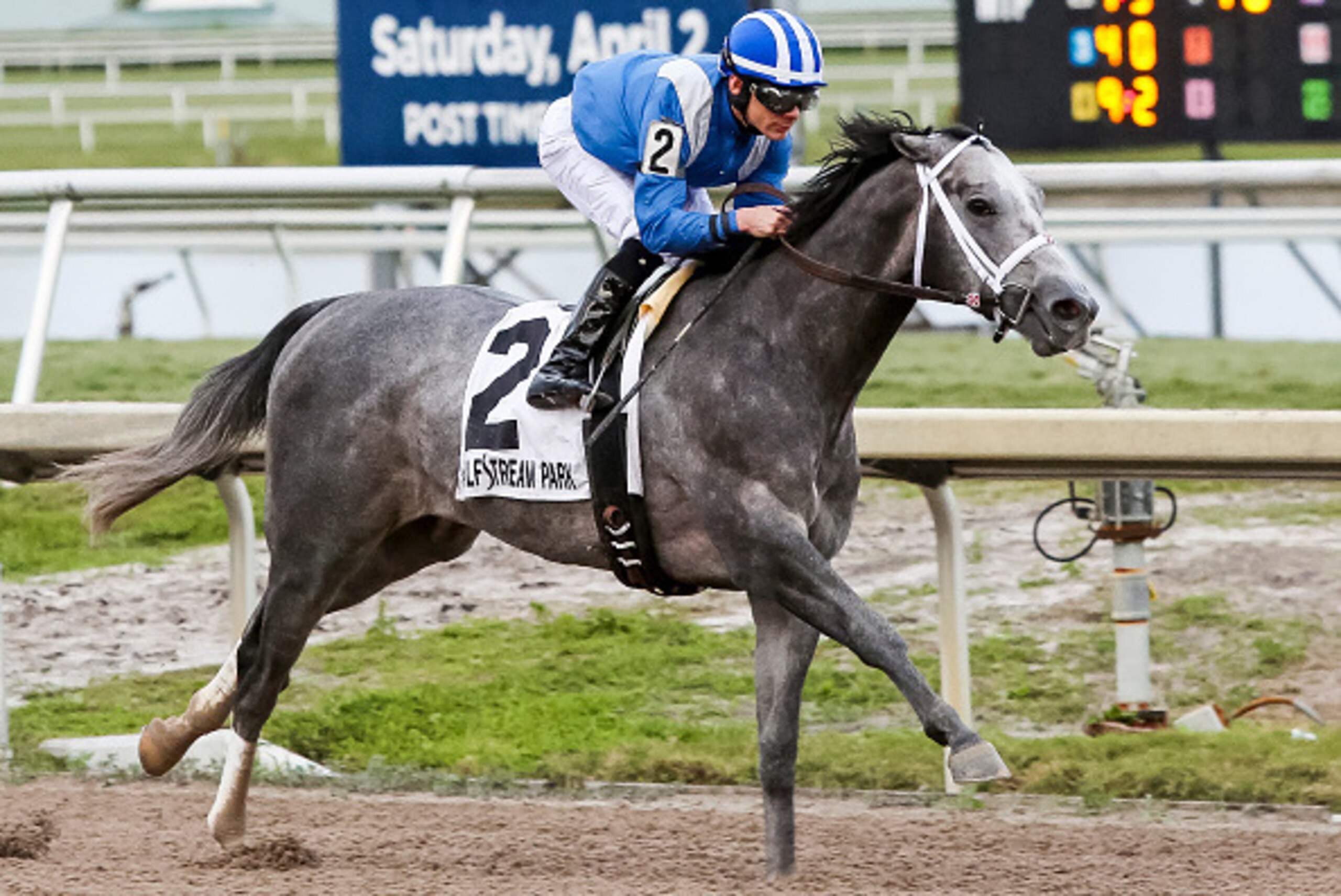 HALLANDALE BEACH, FL - JANUARY 30: Mohaymen #2, with Junior Alvarado on board,  wins by 3 1/2 lengths as the 1-to-5 favorite in the 31st running of the Holy Bull Stakes (G2) at Gulfstream Park on January 30, 2016 in Hallandale Beach, Florida. (Photo by Li