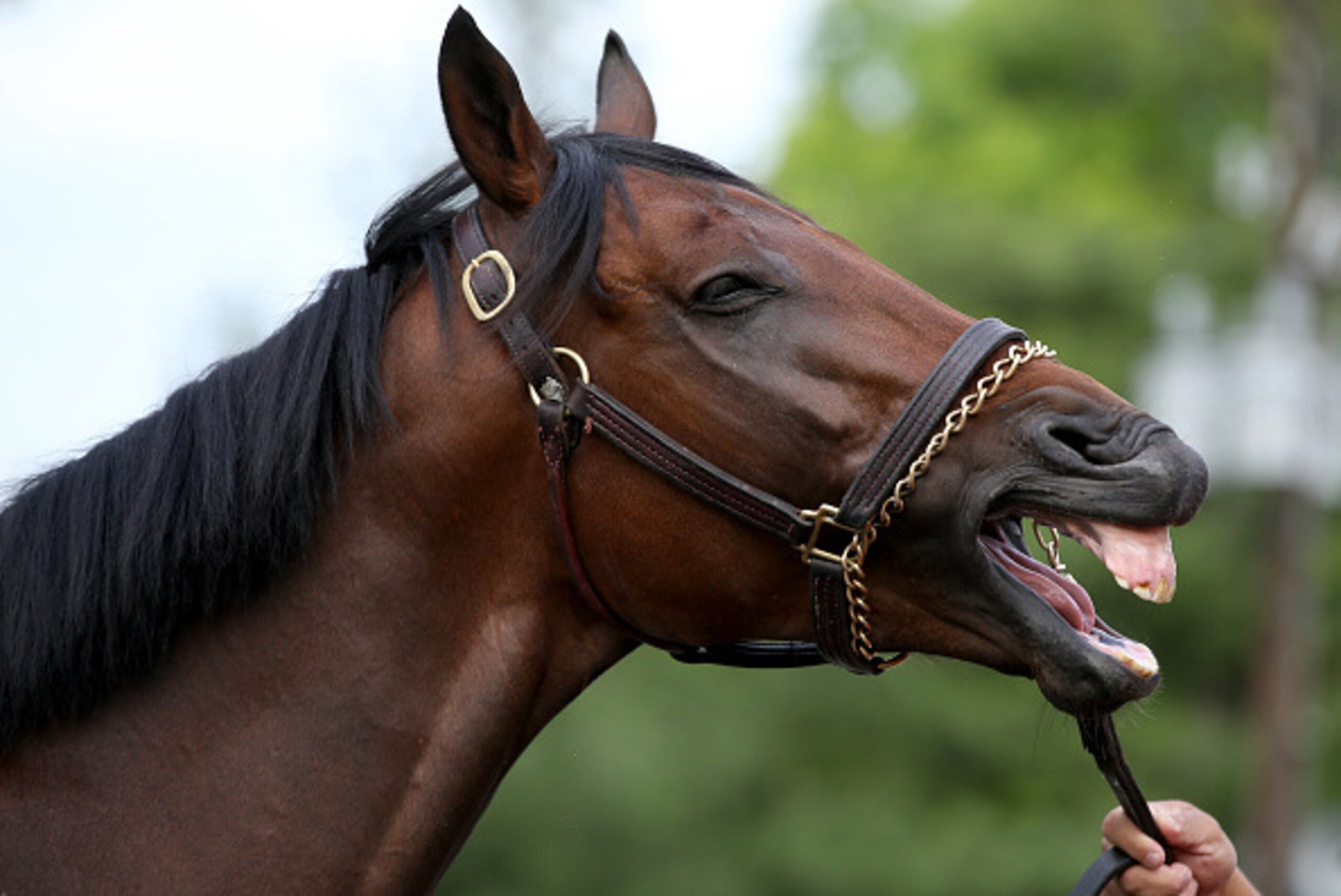 LOUISVILLE, KY - MAY 04:  Nyquist is washed in the barn area during the morning training for the 2016 Kentucky Derby at Churchill Downs on May 04, 2016 in Louisville, Kentucky.  (Photo by Andy Lyons/Getty Images)
