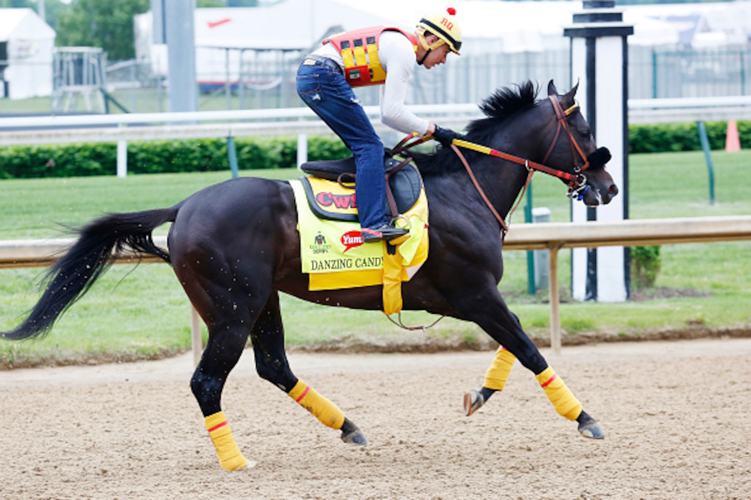 LOUISVILLE, KY - MAY 3: Kentucky Derby contender Danzing Candy gallops during workouts at Churchill Downs Race Track on May 3, 2016 at Churchill Downs in Louisville, Kentucky. (Photo by Horsephotos/Getty Images)