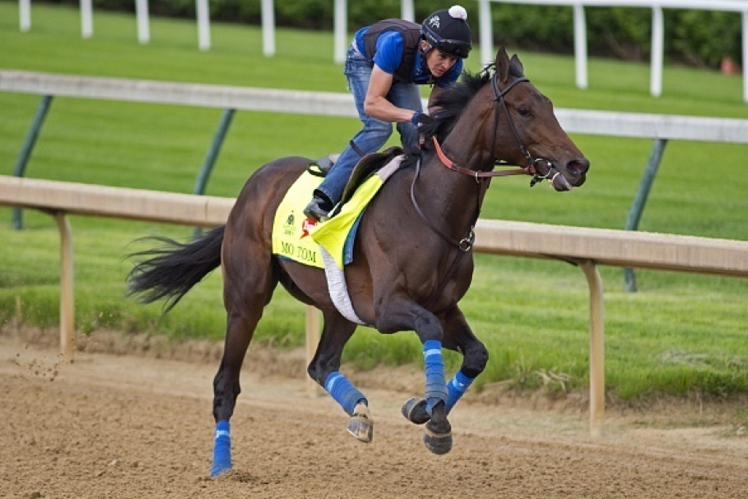 LOUISVILLE, KY - MAY 4: Kentucky Derby contender Mo Tom gallops at Churchill Downs Race Track on May 04, 2016 in Louisville, Kentucky.  (Photo by Horsephotos/Getty Images)