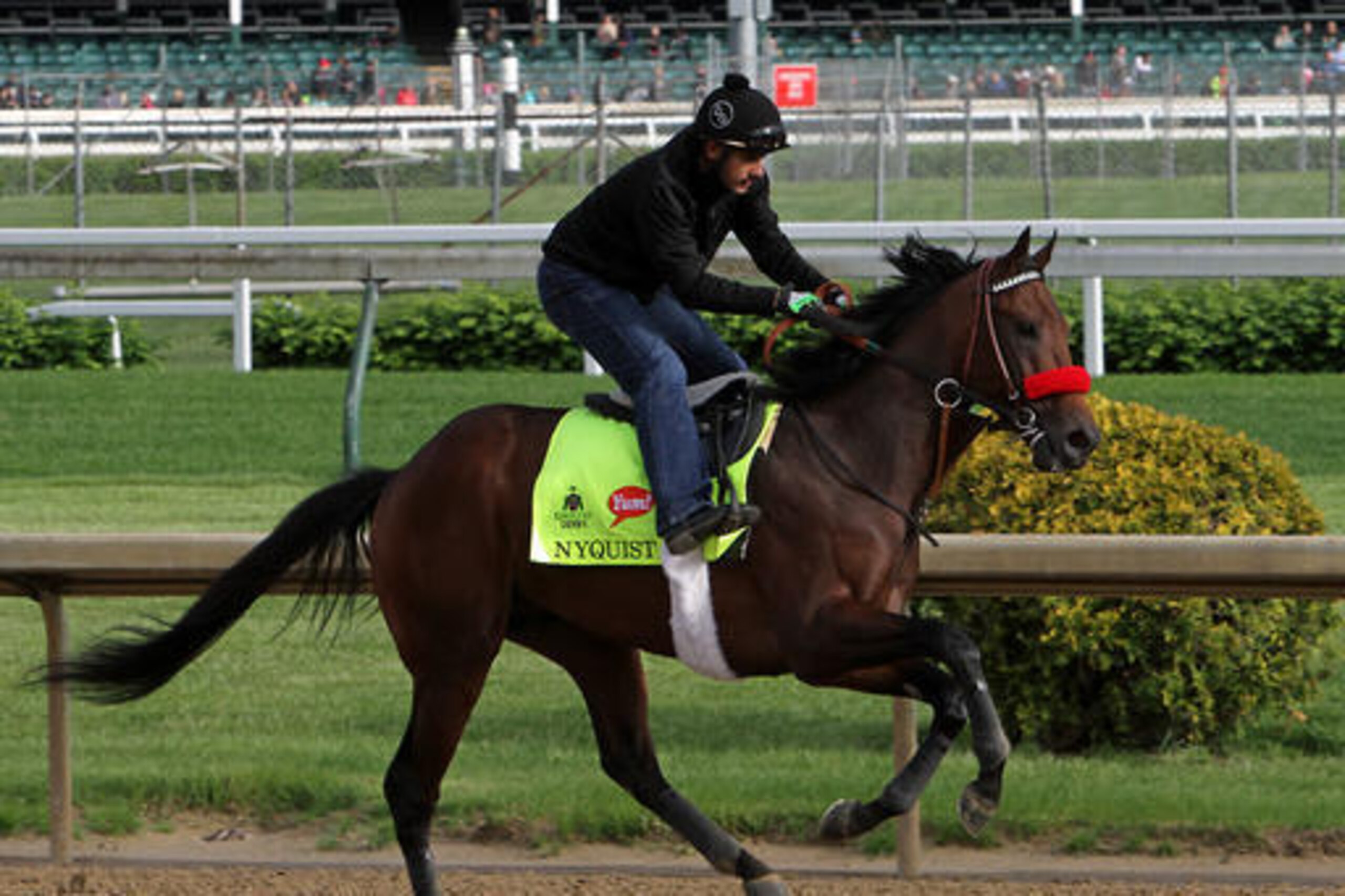Nyquist has yet to lose and carries the momentum into Saturday and beyond.