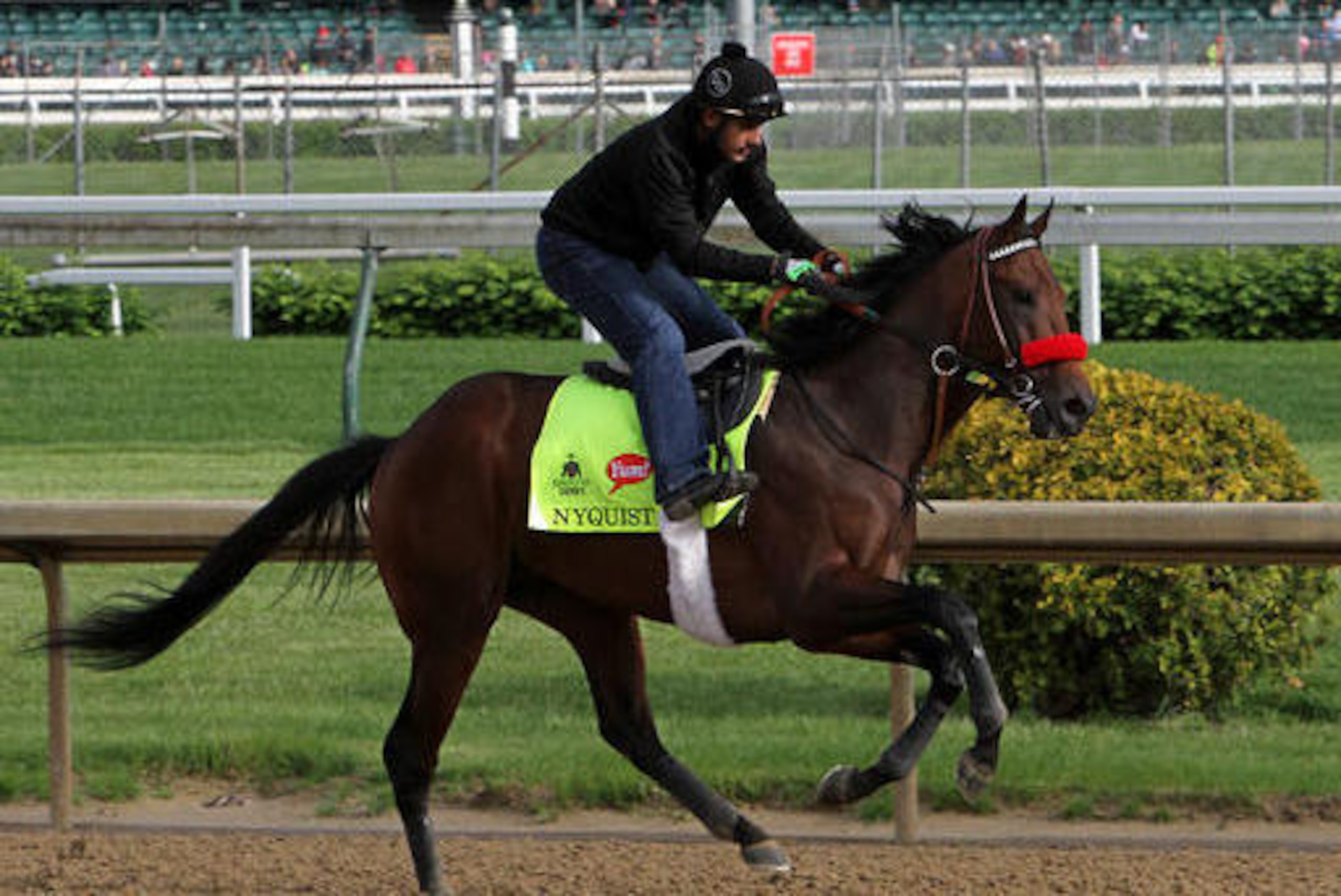 Nyquist is undefeated in seven career races.
