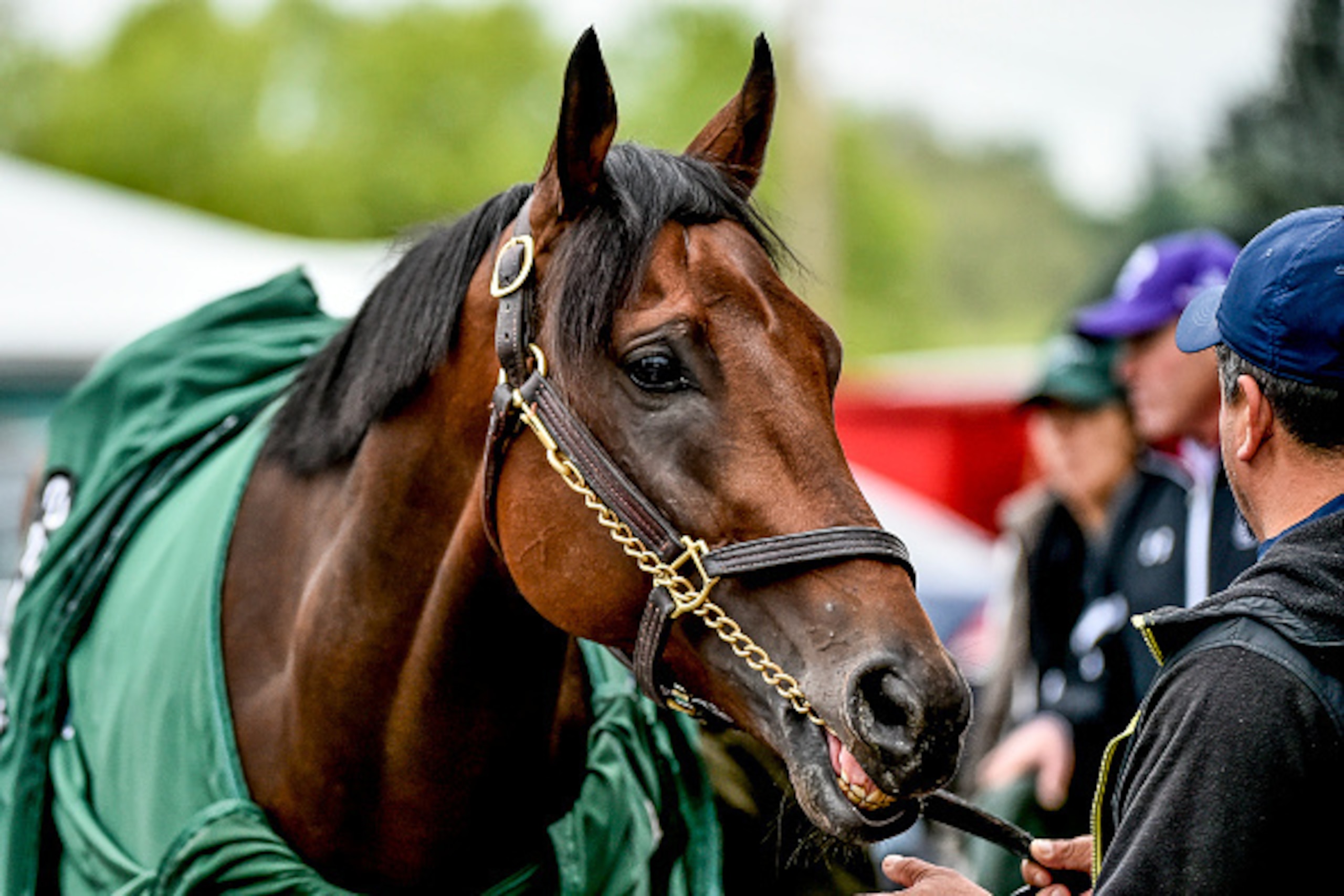 BALTIMORE, MD - MAY 18: Nyquist gets cleaned up after a jog as horses prepare for the Preakness Stakes at Pimlico Race Course on May 18, 2016 in Baltimore, Maryland. (Photo by Scott Serio/Eclipse Sportswire/Getty Images)