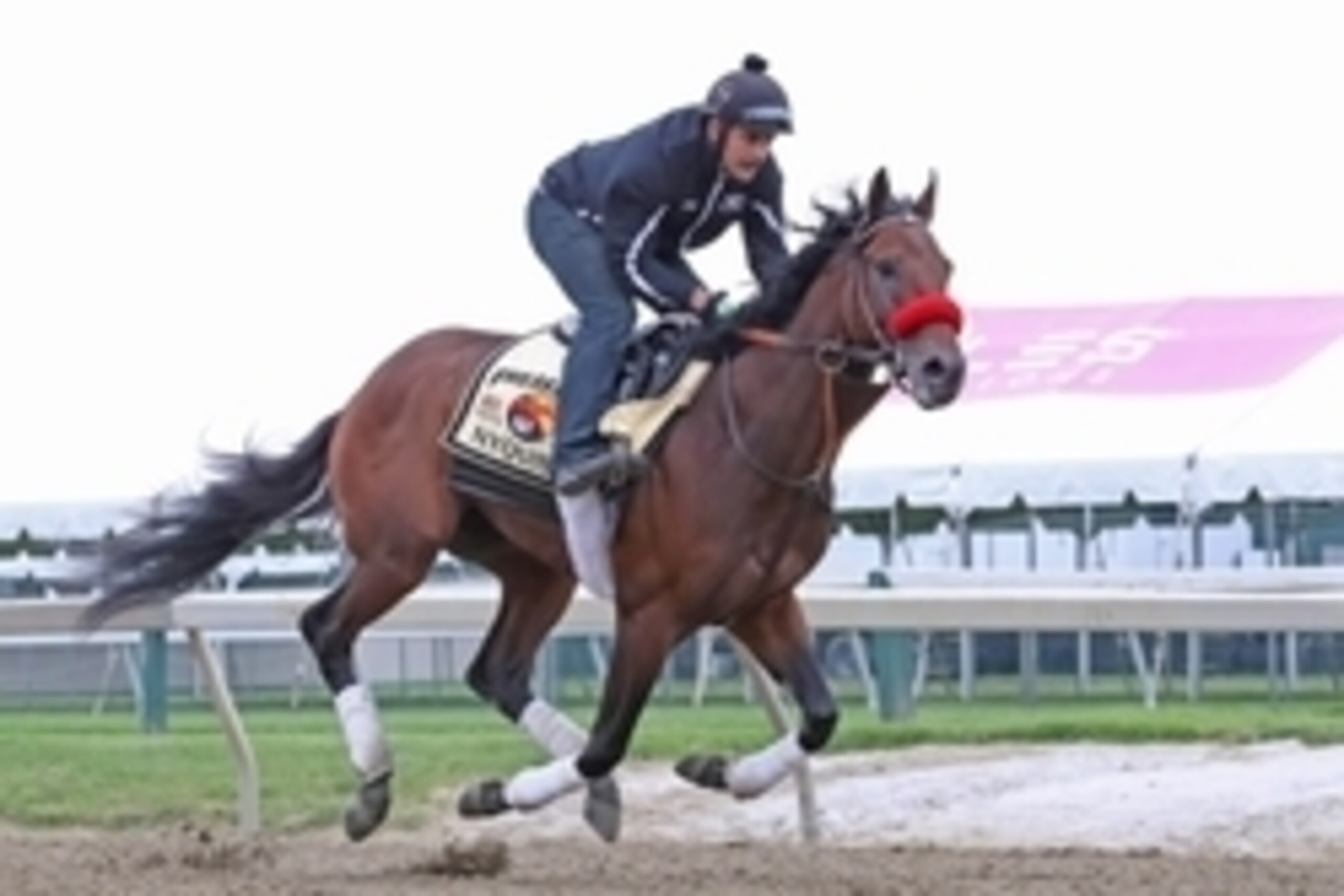 May 19, 2016; Baltimore, MD, USA; Kentucky Derby winner Nyquist during Thursday morning workouts prior to the Preakness Stakes at Pimlico Race Course. Mandatory Credit: Mitch Stringer-USA TODAY Sports May 19, 2016; Baltimore, MD, USA; Kentucky Derby winner Nyquist during Thursday morning workouts prior to the Preakness Stakes at Pimlico Race Course. Mandatory Credit: Mitch Stringer-USA TODAY Sports