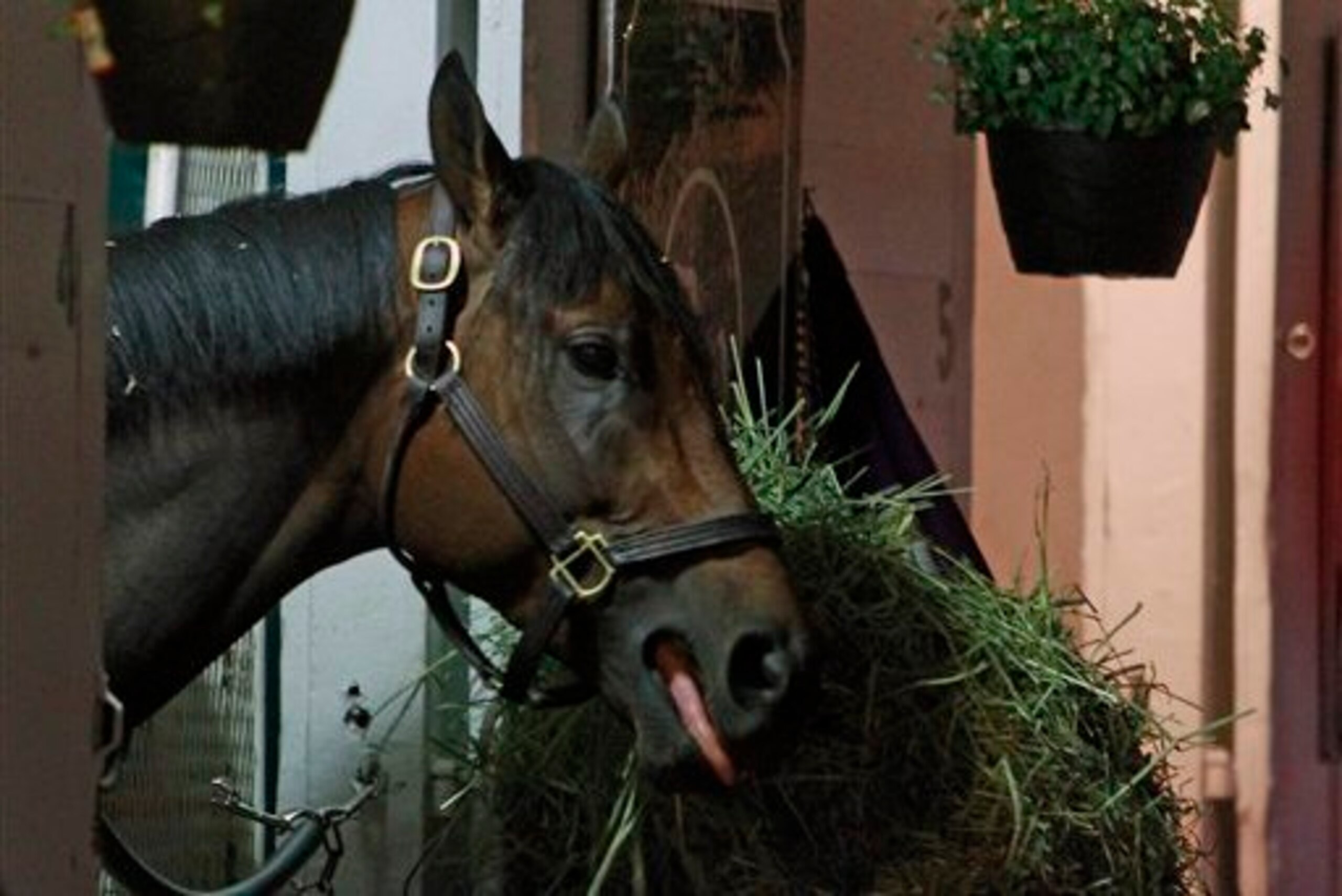 Stradivari won his last two races in impressive fashion.