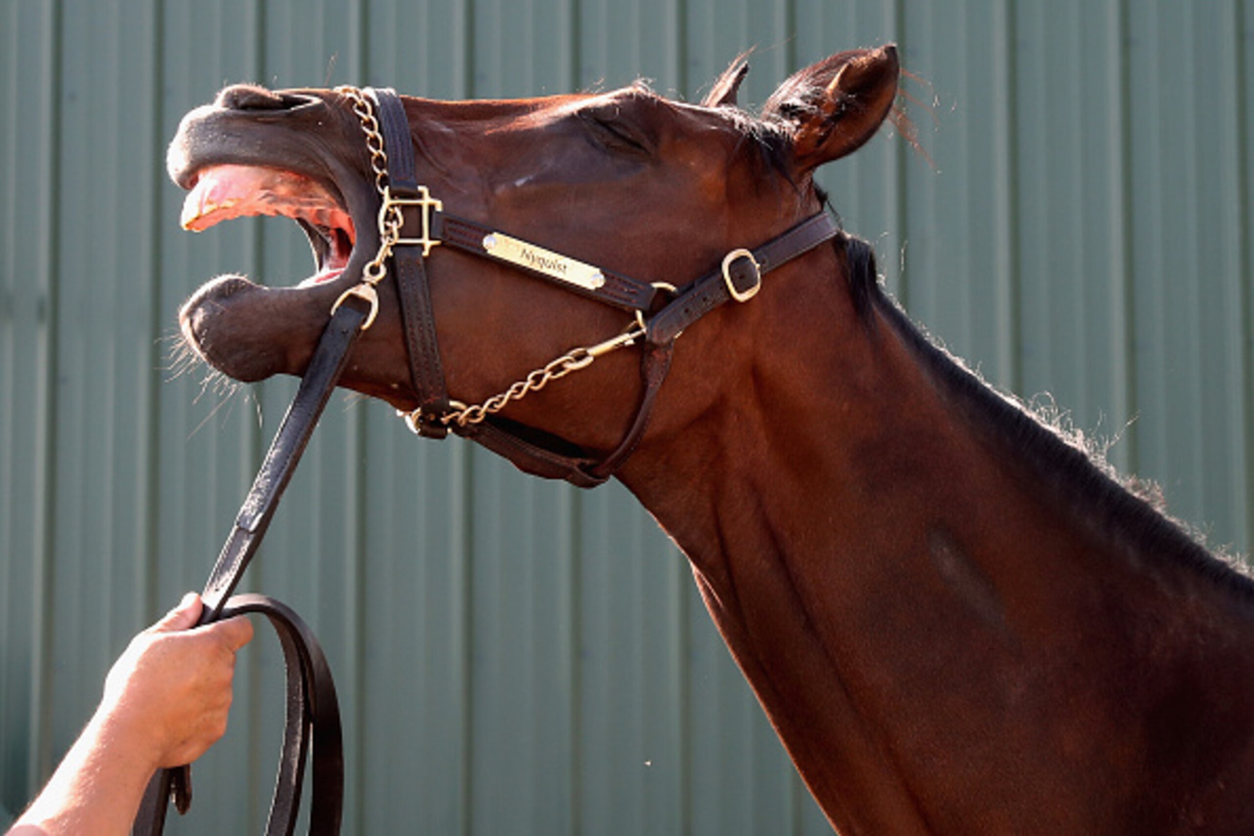 BALTIMORE, MD - MAY 20:  Kentucky Derby winner Nyquist gets a bath after training for the Preakness Stakes at Pimlico Race Course on May 20, 2016 in Baltimore, Maryland.  (Photo by Rob Carr/Getty Images)