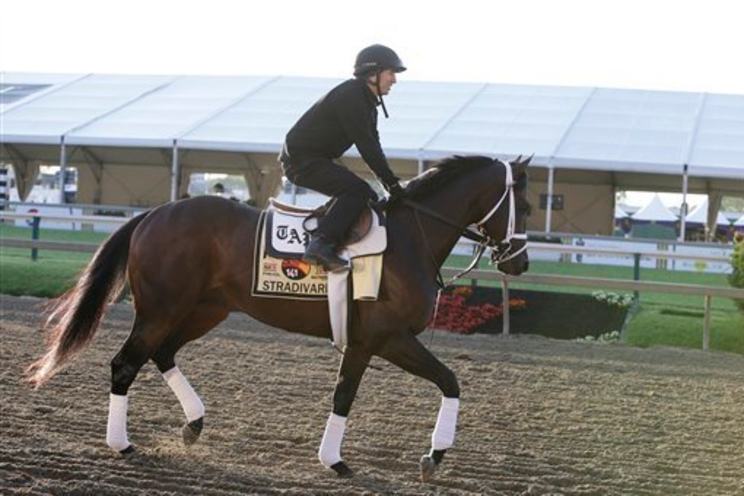 Stradivari has many experts intrigued ahead of the big race.
