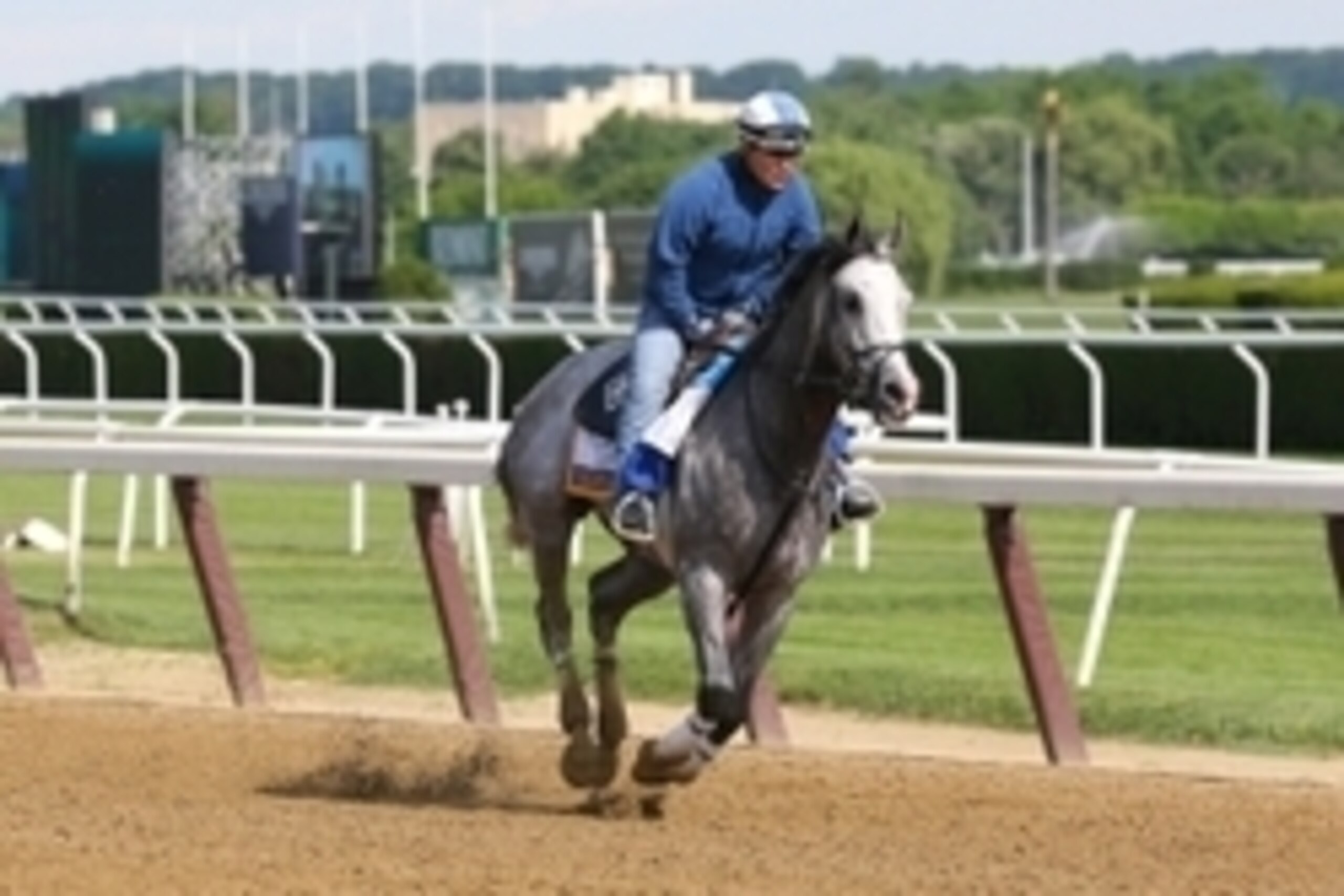 Jun 8, 2016; Elmont, NY, USA; Cherry Wine ridden by Faustino Aguilar trains on the main track in preparation for the 148th running of the  Belmont Stakes at Belmont Park. Mandatory Credit: Anthony Gruppuso-USA TODAY Sports