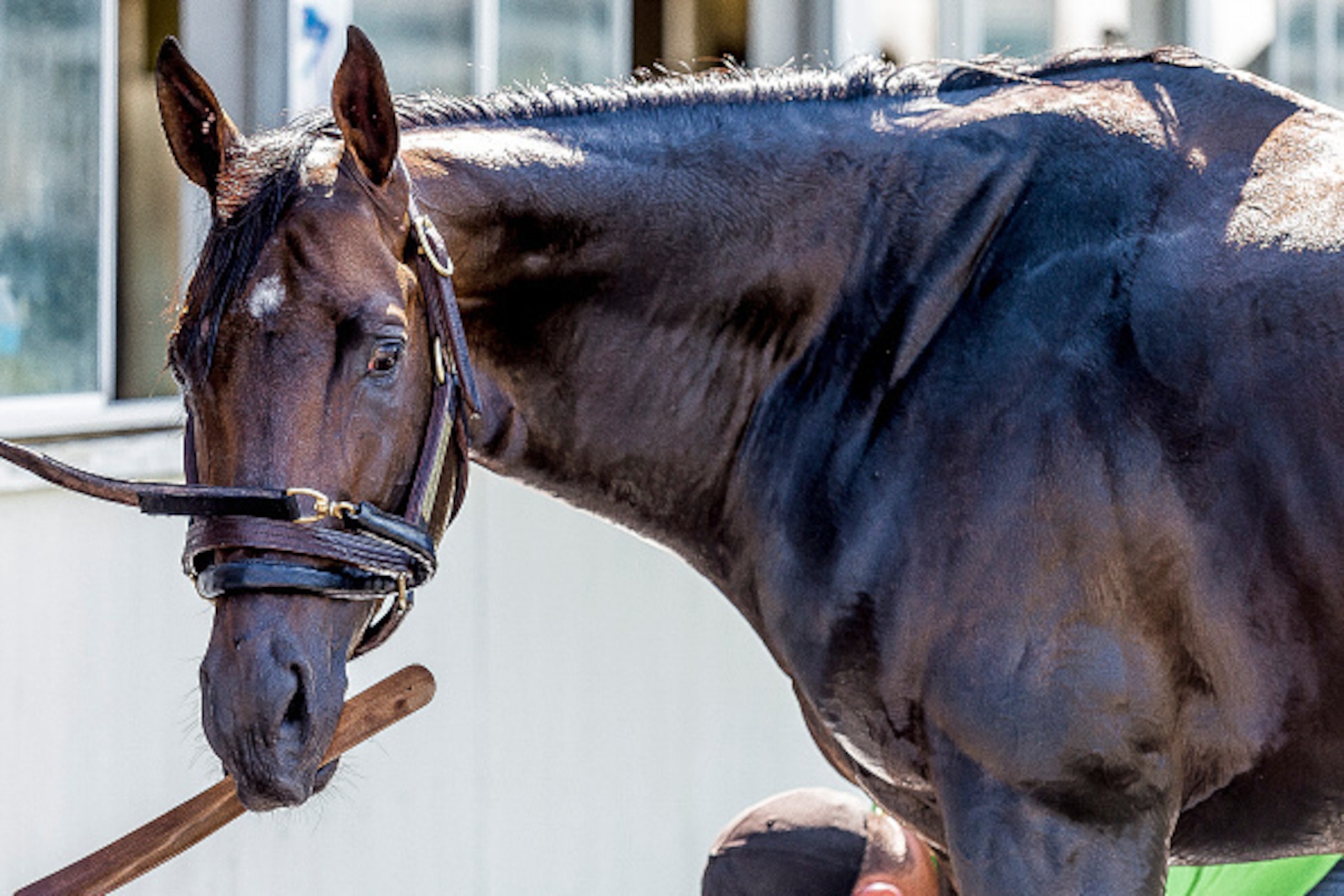 ELMONT NY - JUNE 07:  Preakness winner Exaggerator, getting a wash at Belmont Park on June 7, 2016 in Elmont, New York. (Photo by Douglas DeFelice/Eclipse Sportswire/Getty Images)