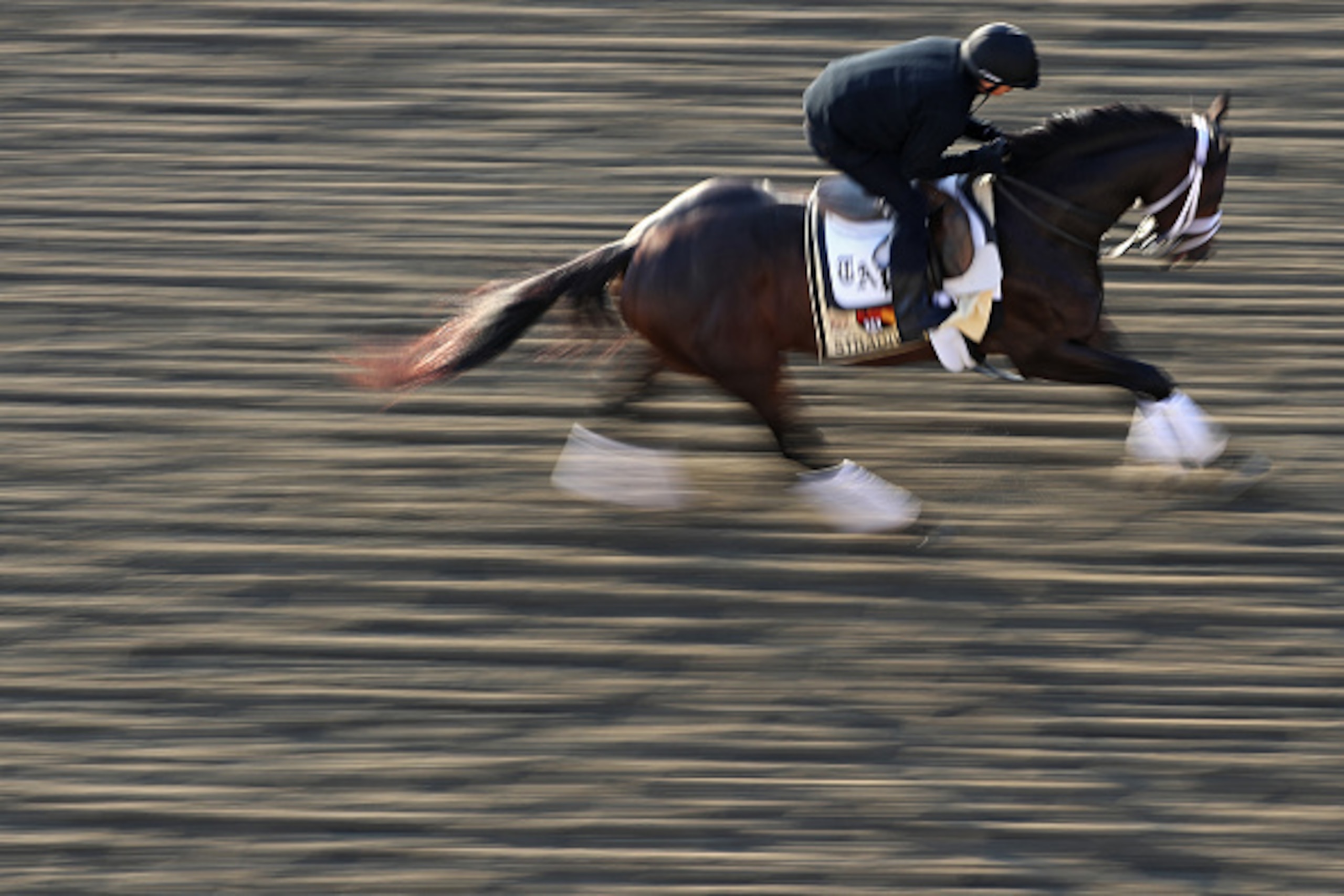 BALTIMORE, MD - MAY 20: Preakness contender Stradivari trains on track during a training session for the 141st running of the Preakness Stakes at Pimlico Race Course on on May 20, 2016 in Baltimore, Maryland. (Photo by Patrick Smith/Getty Images)