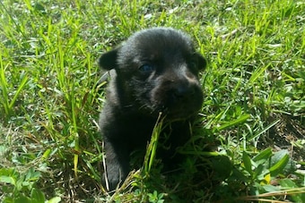 Niklaus' pup: the next generation of NFL service dog.