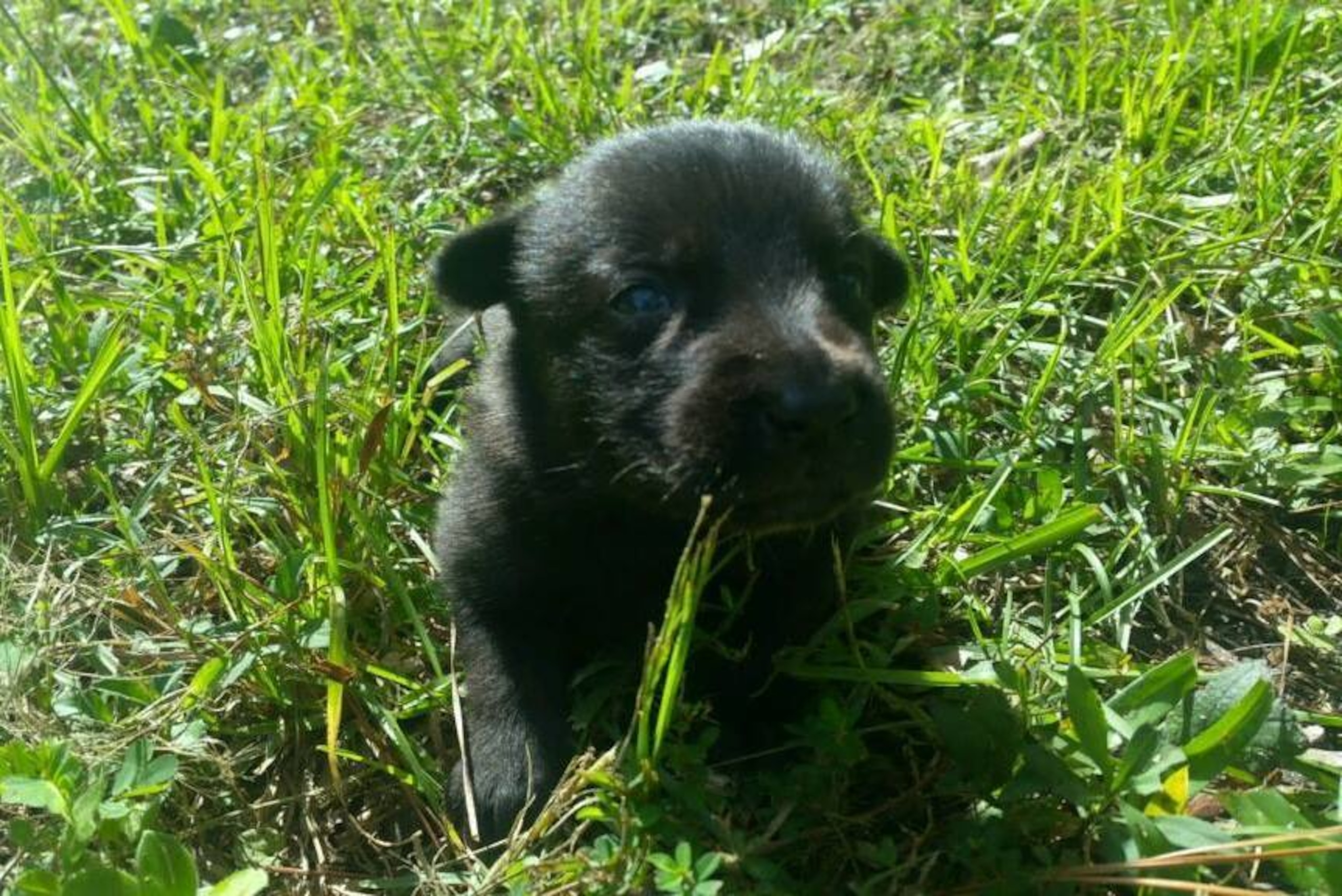 Niklaus' pup: the next generation of NFL service dog.