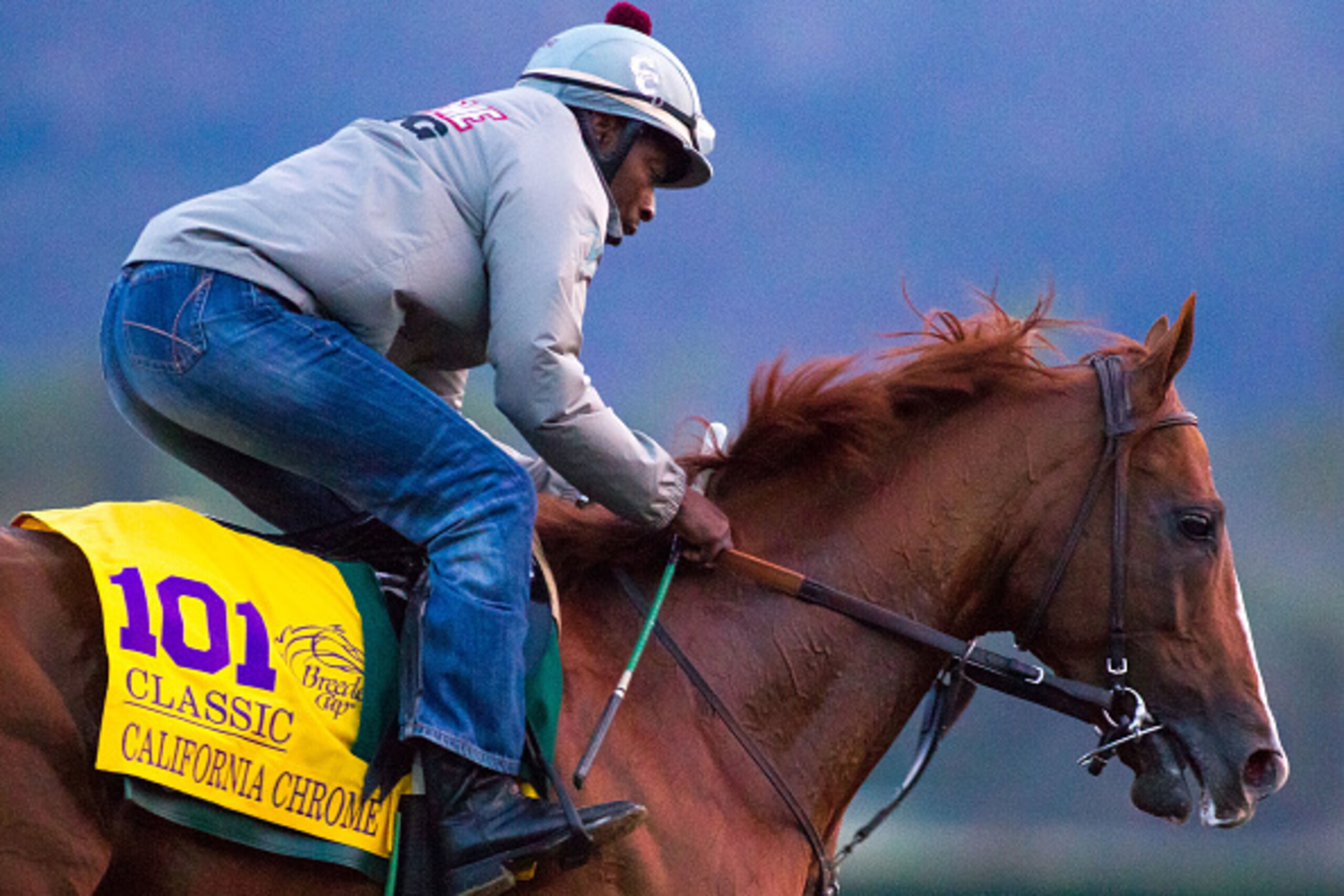 ARCADIA, CA - OCT 31: California Chrome, owned by California Chrome LLC and trained by Art Sherman, exercises in preparation for the Breeders' Cup Classic  at Santa Anita Park on October 31, 2016 in Arcadia, California. (Photo by Zoe Metz/Breeders Cup via