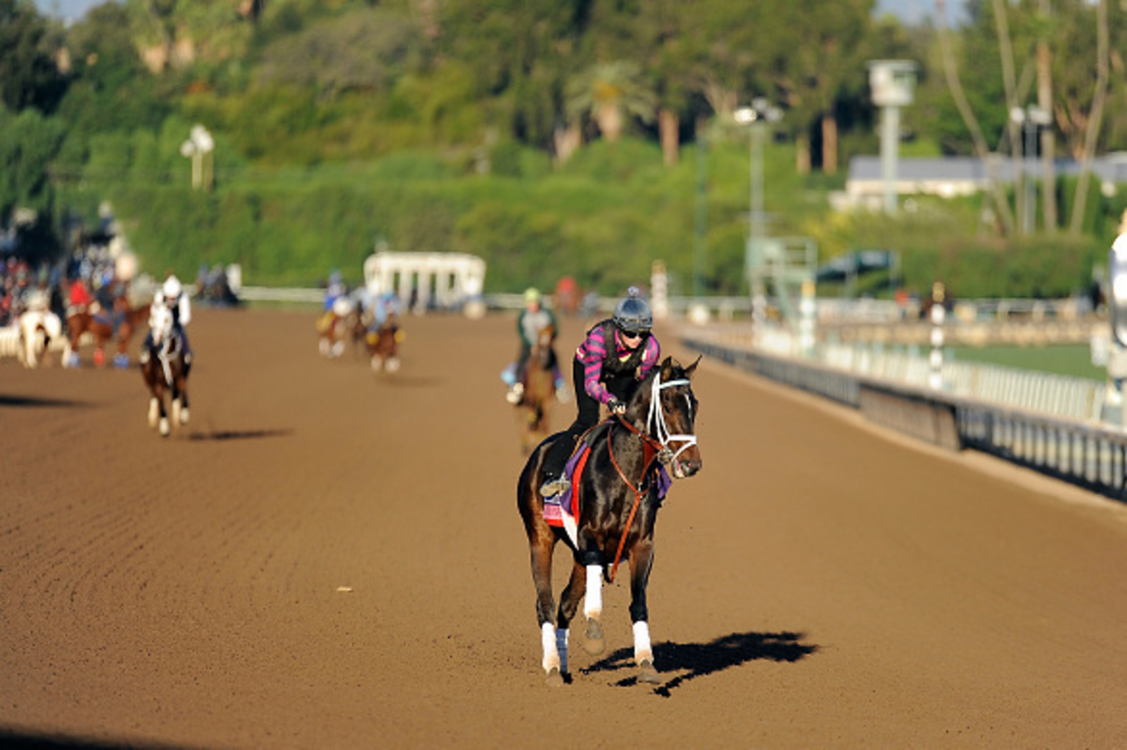 ARCADIA, CA - NOVEMBER 3: La Coronel in gallops preparation for the Breeders' Cup Juvenile Fillies Turf on November 3, 2016 at Santa Anita Race Track, Arcadia, California. (Photo by Horsephotos/Getty Images) ARCADIA, CA - NOVEMBER 3: La Coronel in gallops preparation for the Breeders' Cup Juvenile Fillies Turf on November 3, 2016 at Santa Anita Race Track, Arcadia, California. (Photo by Horsephotos/Getty Images)