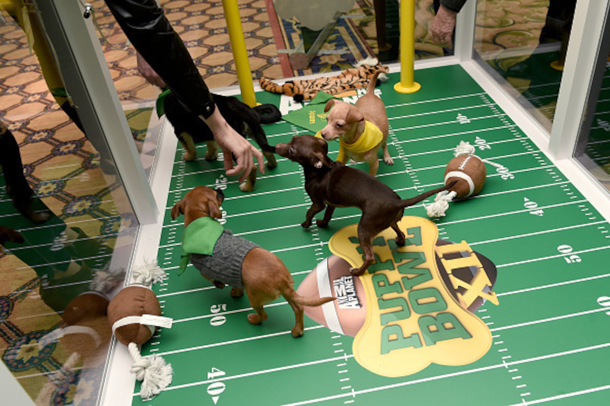 PASADENA, CA - JANUARY 07:  Attendees cuddle with puppies from a local rescue, Paw Works, who are on hand to promote Animal PlanetÂs ÂPuppy Bowl XII' during the Discovery Communications TCA Winter 2016 at The Langham Huntington Hotel and Spa on January 7,