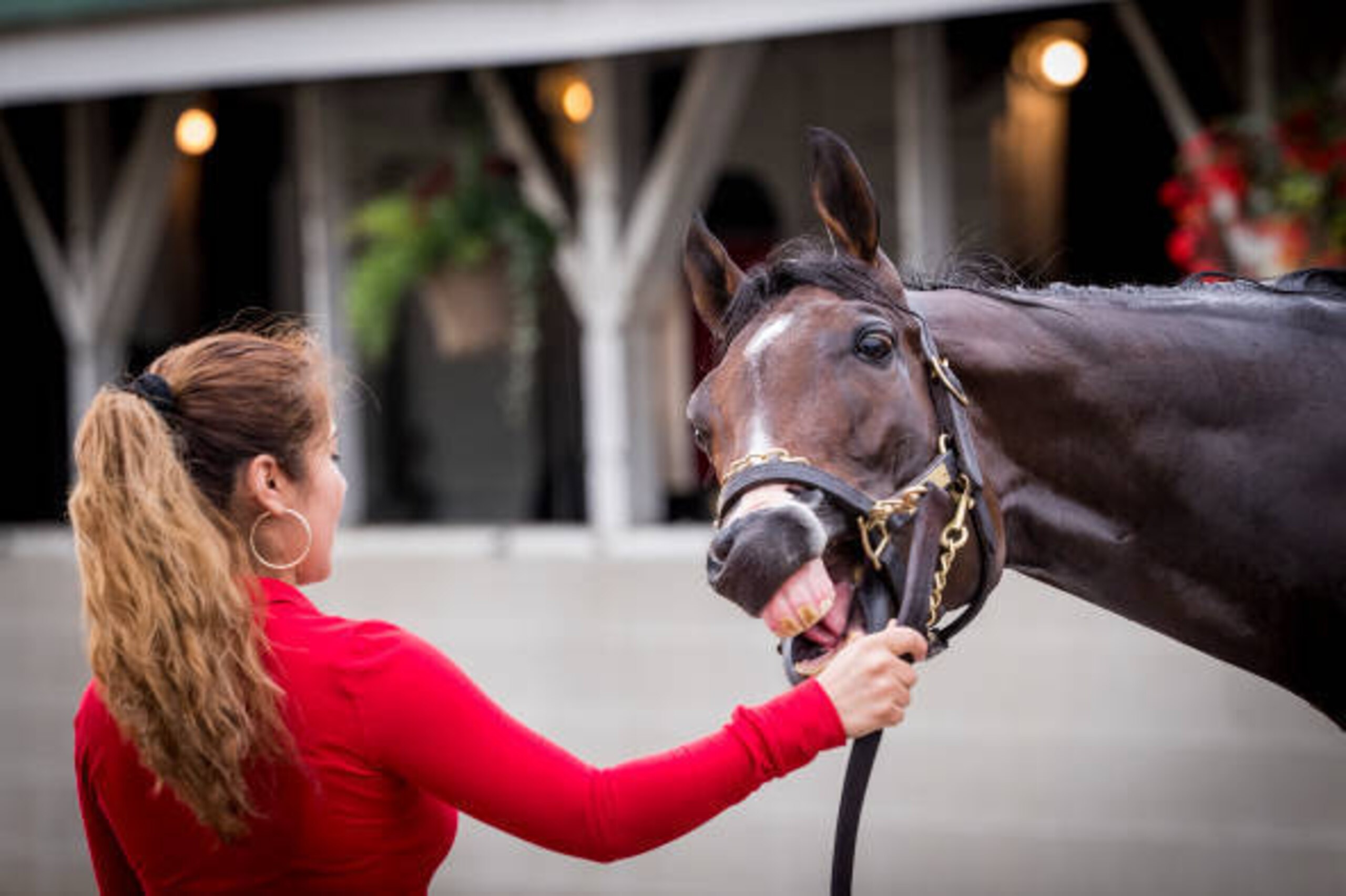 LOUISVILLE, KY - APRIL 30: Kentucky Derby favorite, Classic Empire gets a bath at Churchill Downs on April 30, 2017 in Louisville, Kentucky. (Photo by Alex Evers/Eclipse Sportswire/Getty Images) LOUISVILLE, KY - APRIL 30: Kentucky Derby favorite, Classic Empire gets a bath at Churchill Downs on April 30, 2017 in Louisville, Kentucky. (Photo by Alex Evers/Eclipse Sportswire/Getty Images)
