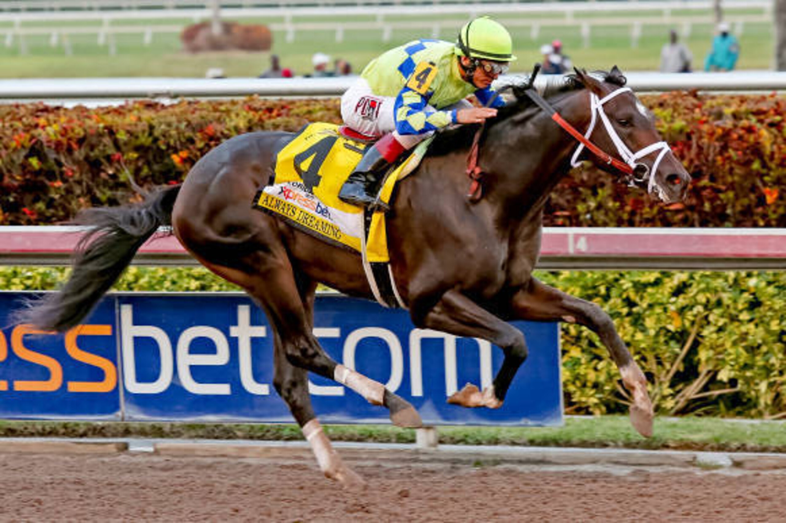 HALLANDALE BEACH, FL - APRIL 01:  Always Dreaming #4 (FL) with jockey John Velazquez on board, wins the Xpressbet Florida Derby (Grade I) at Gulfstream Park on April 01, 2017 in Hallandale Beach, Florida. (Photo by Liz Lamont/Eclipse Sportswire/Getty Imag