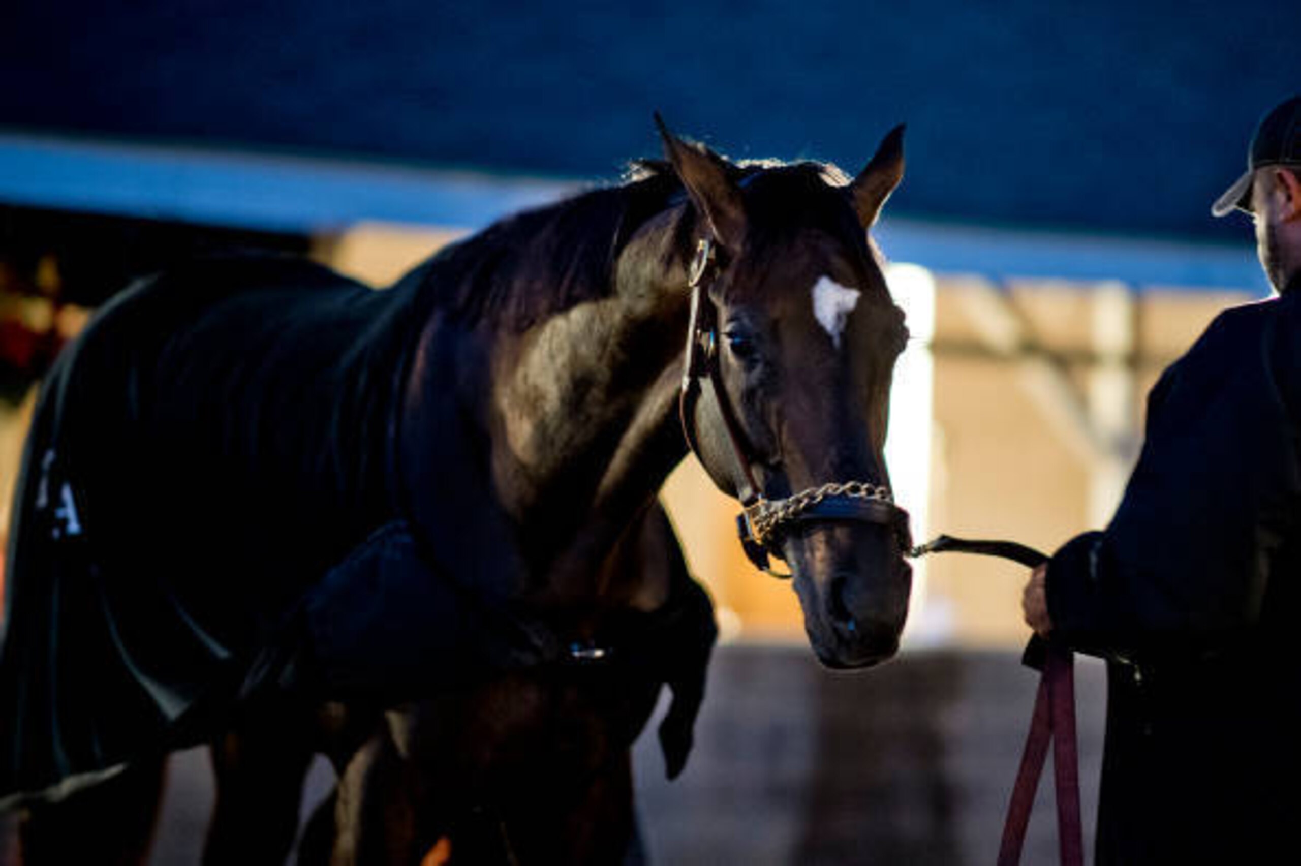 LOUISVILLE, KENTUCKY - MAY 02: Always Dreaming gets a bath after exercising during Kentucky Derby and Oaks preparations at Churchill Downs on May 2, 2017 in Louisville, Kentucky. (Photo by Scott Serio/Eclipse Sportswire/Getty Images)