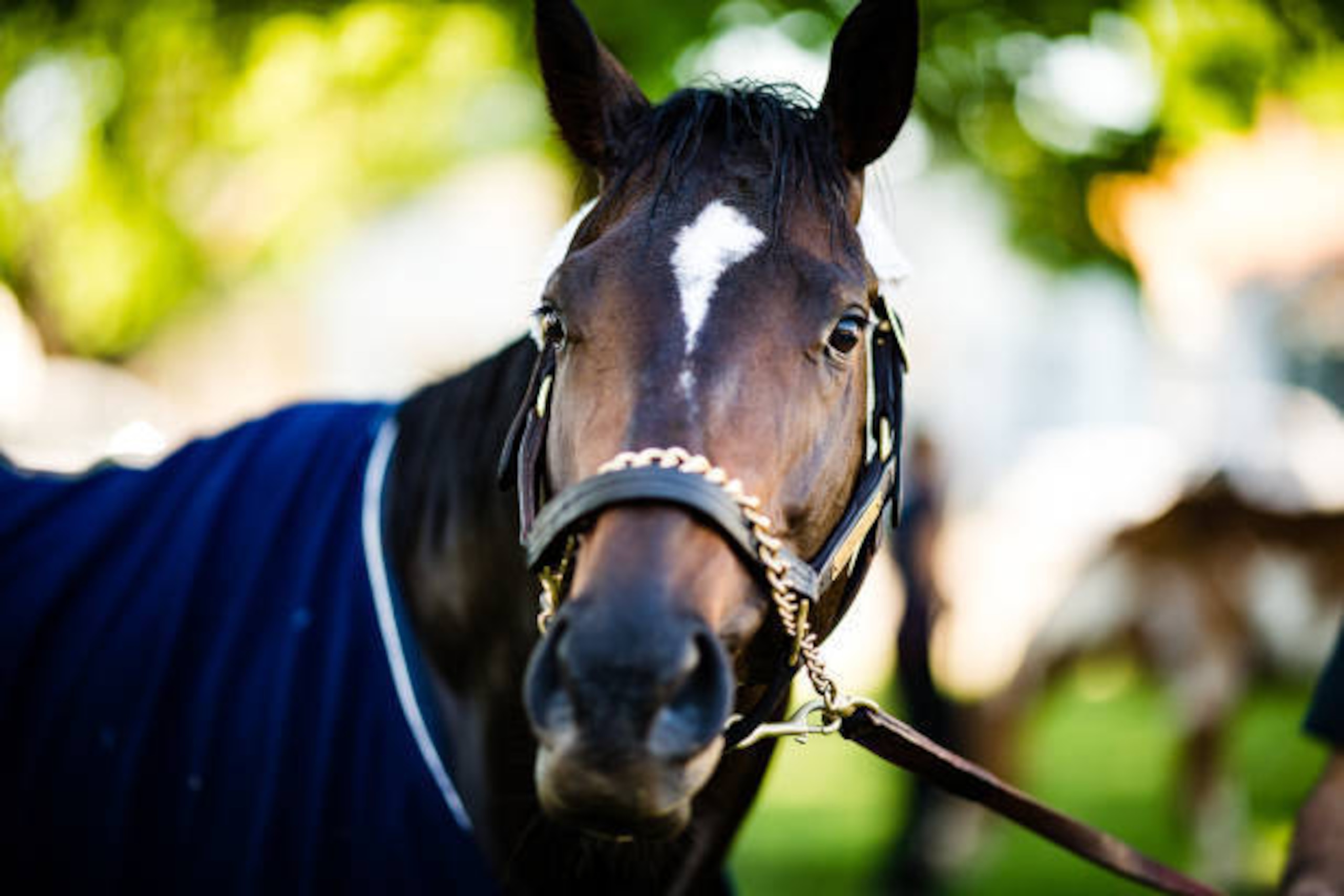 LOUISVILLE, KENTUCKY - MAY 01: McCraken, owned by Whitham Thoroughbreds LLC and trained by  Ian R. Wilkes, is walked after exercising in preparation for the Kentucky Derby at Churchill Downs on May 1, 2017 in Louisville, Kentucky. (Photo by Douglas DeFeli
