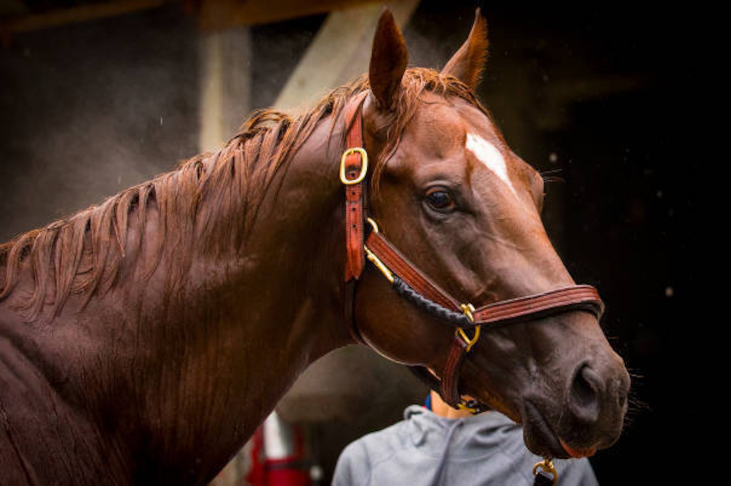LOUISVILLE, KY - MAY 04: Irish War Cry gets a bath at Churchill Downs ahead of the 143rd Kentucky Derby on May 4, 2017 in Louisville, Kentucky. (Photo by Alex Evers/Eclipse Sportswire/Getty Images)
