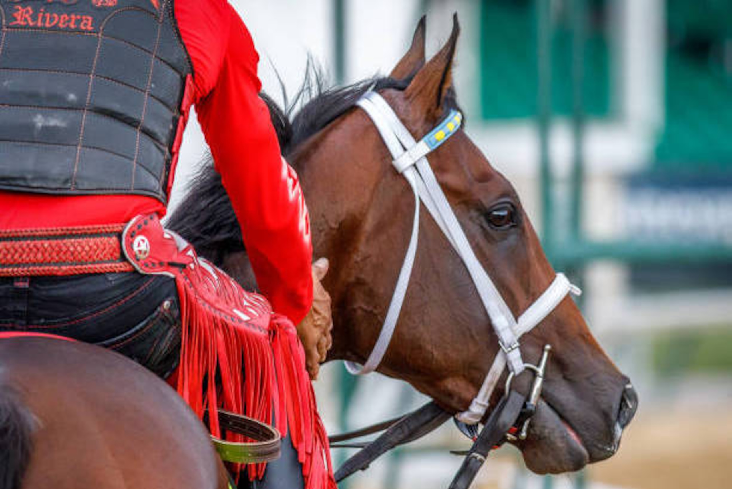 LOUISVILLE, KENTUCKY - MAY 03: Classic Empire, owned by John Oxley and trained by Mark E. Casse, stands on the track during morning workouts in preparation for the Kentucky Derby at Churchill Downs on May 3, 2017 in Louisville, Kentucky. (Photo by Jesse C