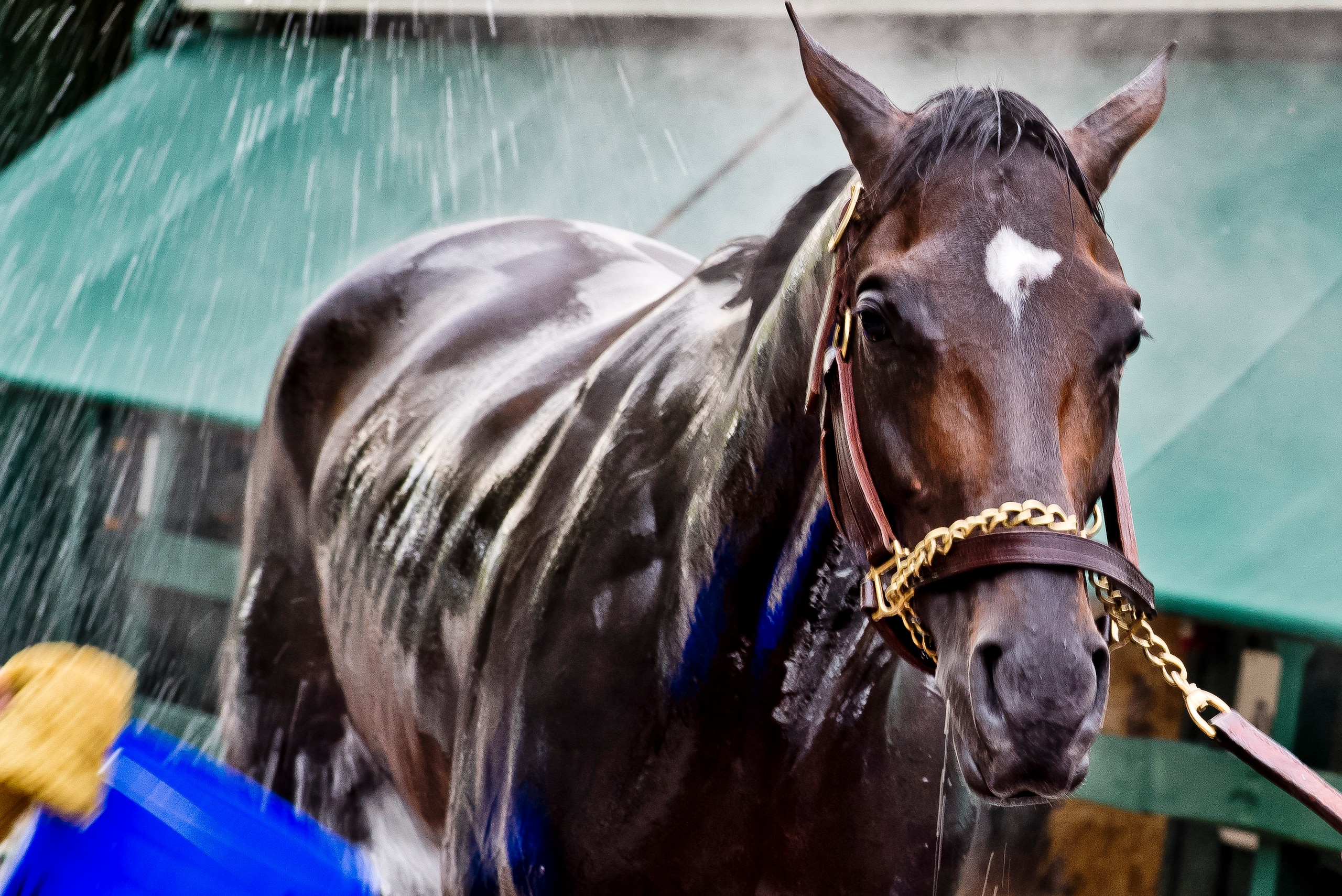 BALTIMORE, MD - MAY 12: Kentucky Derby winner Always Dreaming gets a bath after exercising in preparation for the Preakness Stakes next week at Pimlico Race Course on May 12, 2017 in Baltimore, Maryland.(Photo by Scott Serio/Eclipse Sportswire/Getty Image